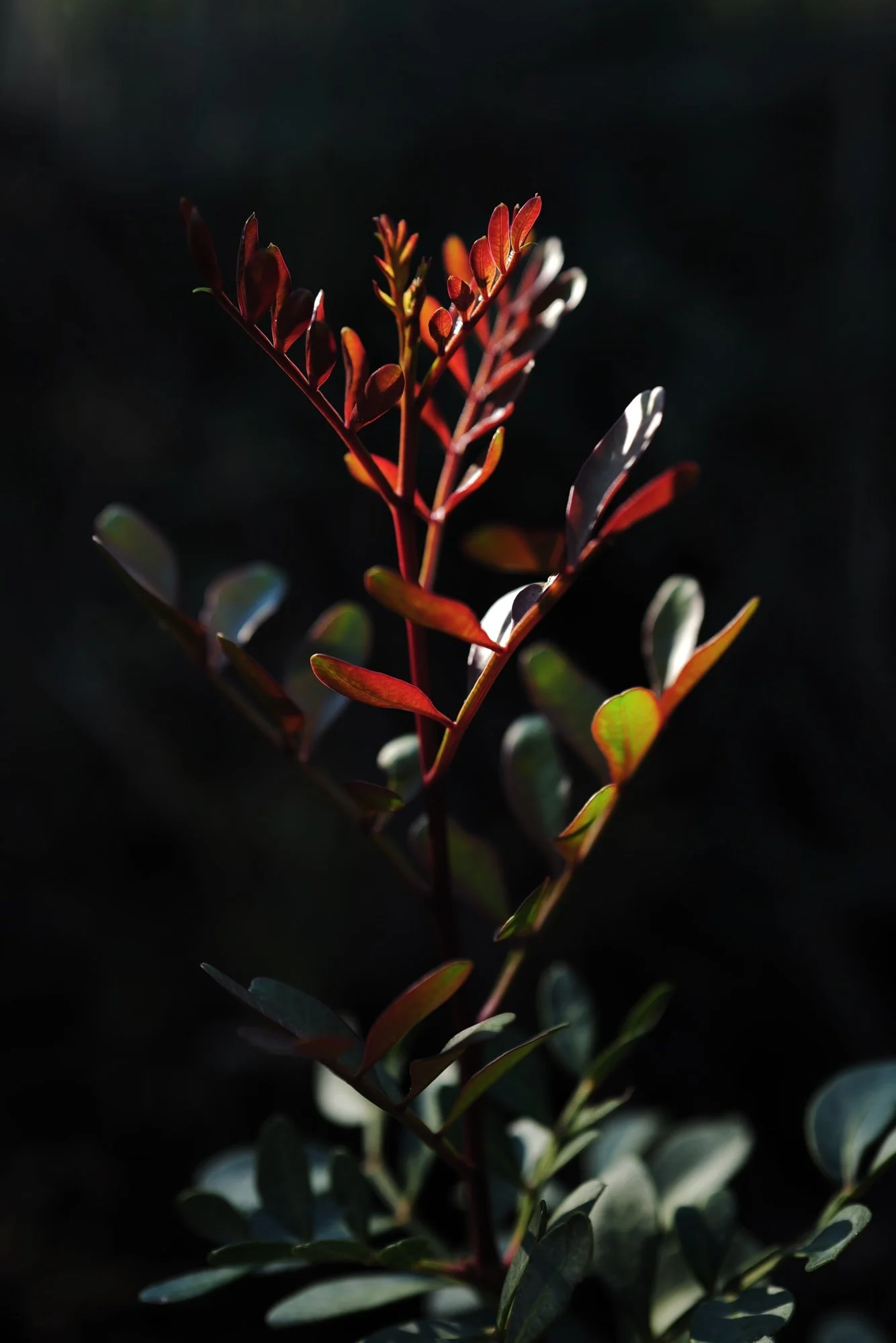 brote rojo de lentisco iluminado por el sol con fondo negro