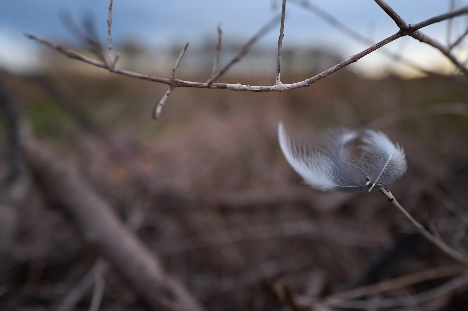 plumas de urraca