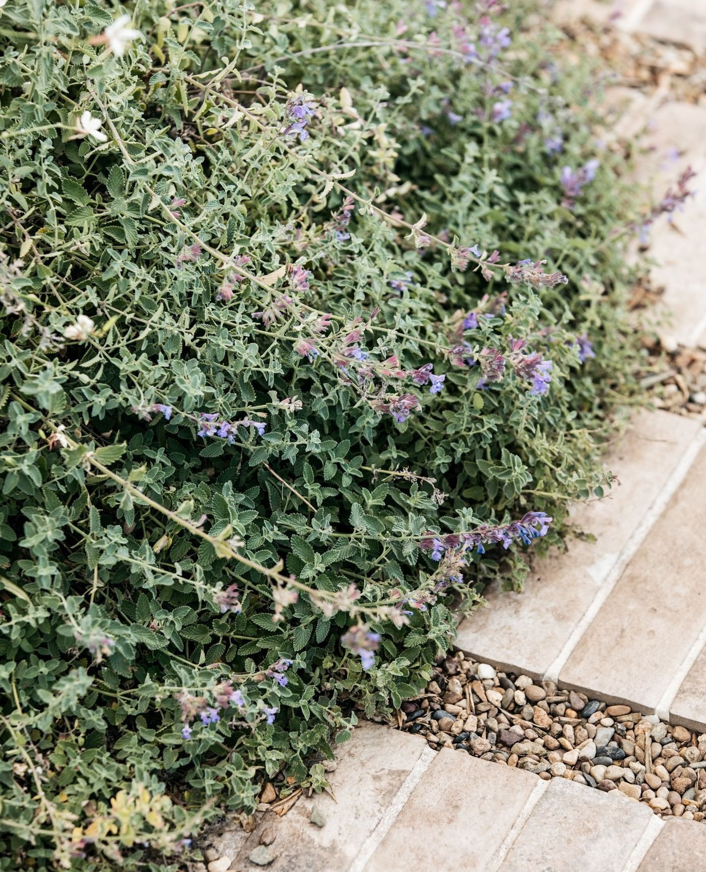 Soft layers of Catmint (Nepeta x faassenii) weave effortlessly through the garden, lending texture and seasonal colour. Its delicate lavender-blue blooms invite pollinators, while the low, sprawling habit adds movement across pathways. Perfect for cr