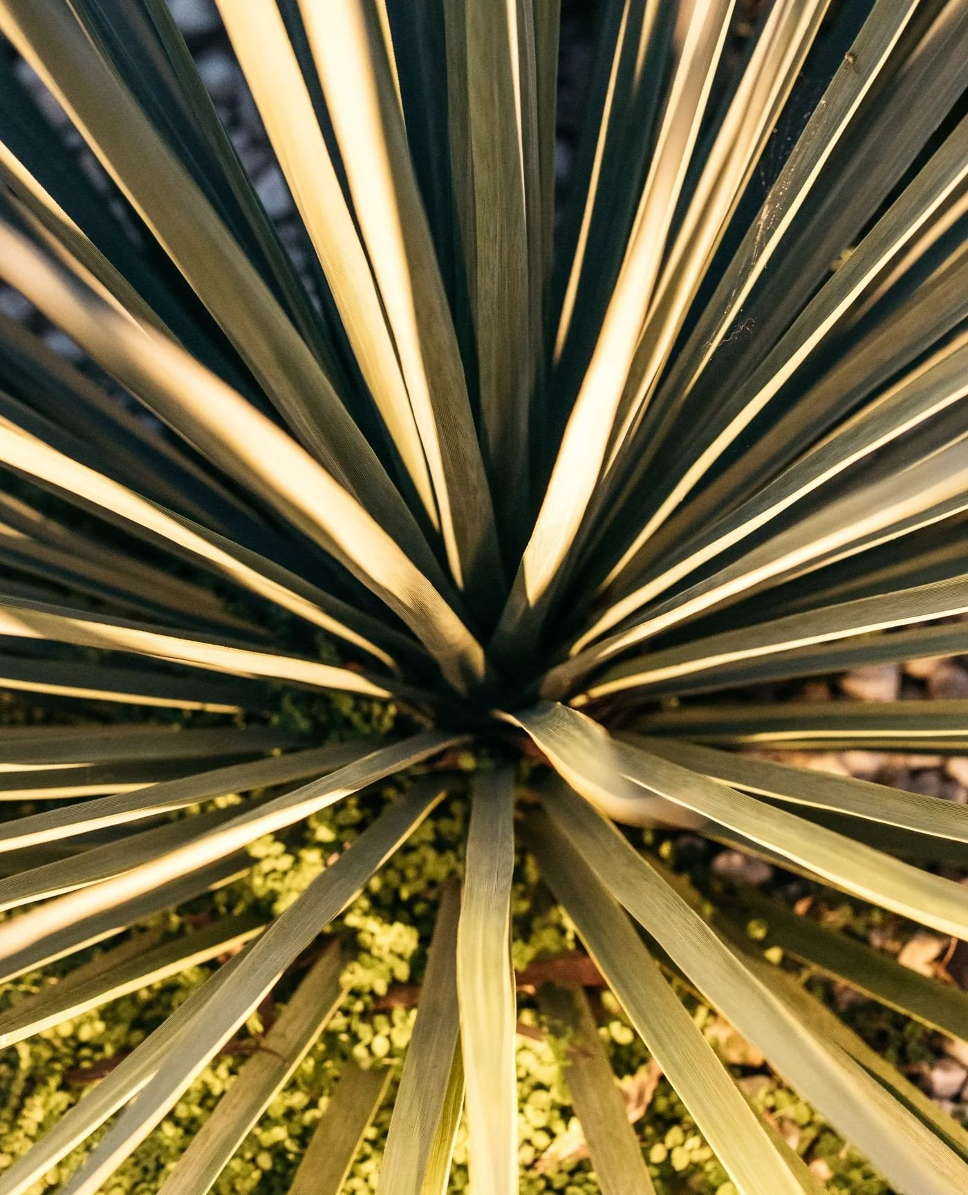 Striking architectural foliage of the Blue Nolina (Nolina nelsonii) creates a sculptural focal point in any garden. Native to Mexico, this hardy species thrives in sunny, dry conditions, making it well-suited to many NSW climates.⁠ Its long, needle-l