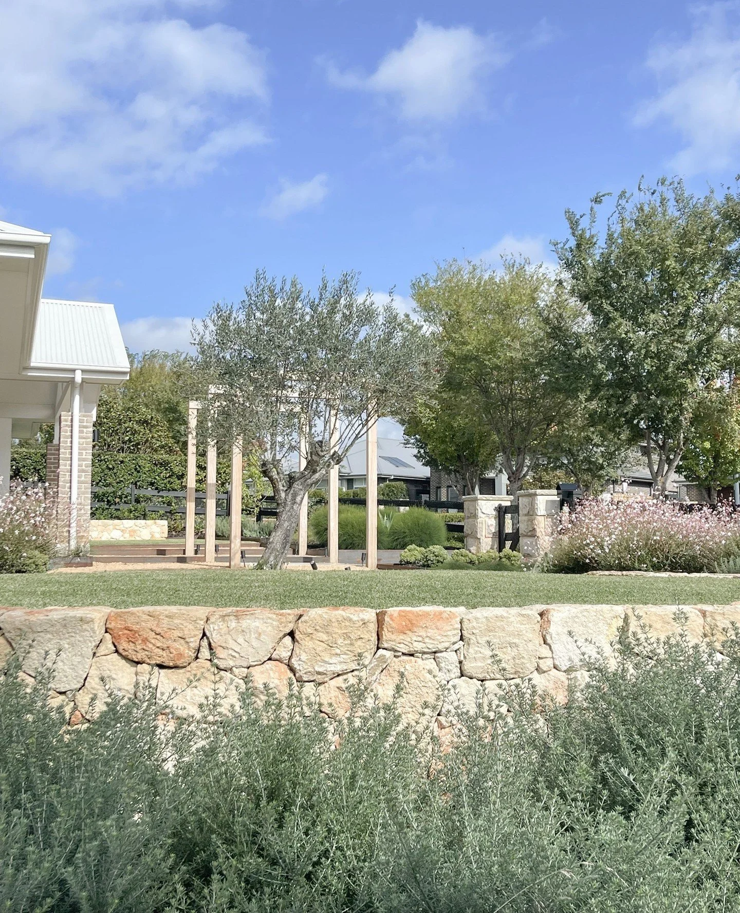 This front entry garden combines natural stone walling, hardwood timber, and concrete to create a balanced Mediterranean feel. Sun-loving plants, including grey foliage shrubs and flowering perennials, thrive in full sun, while the aged Olive serves 