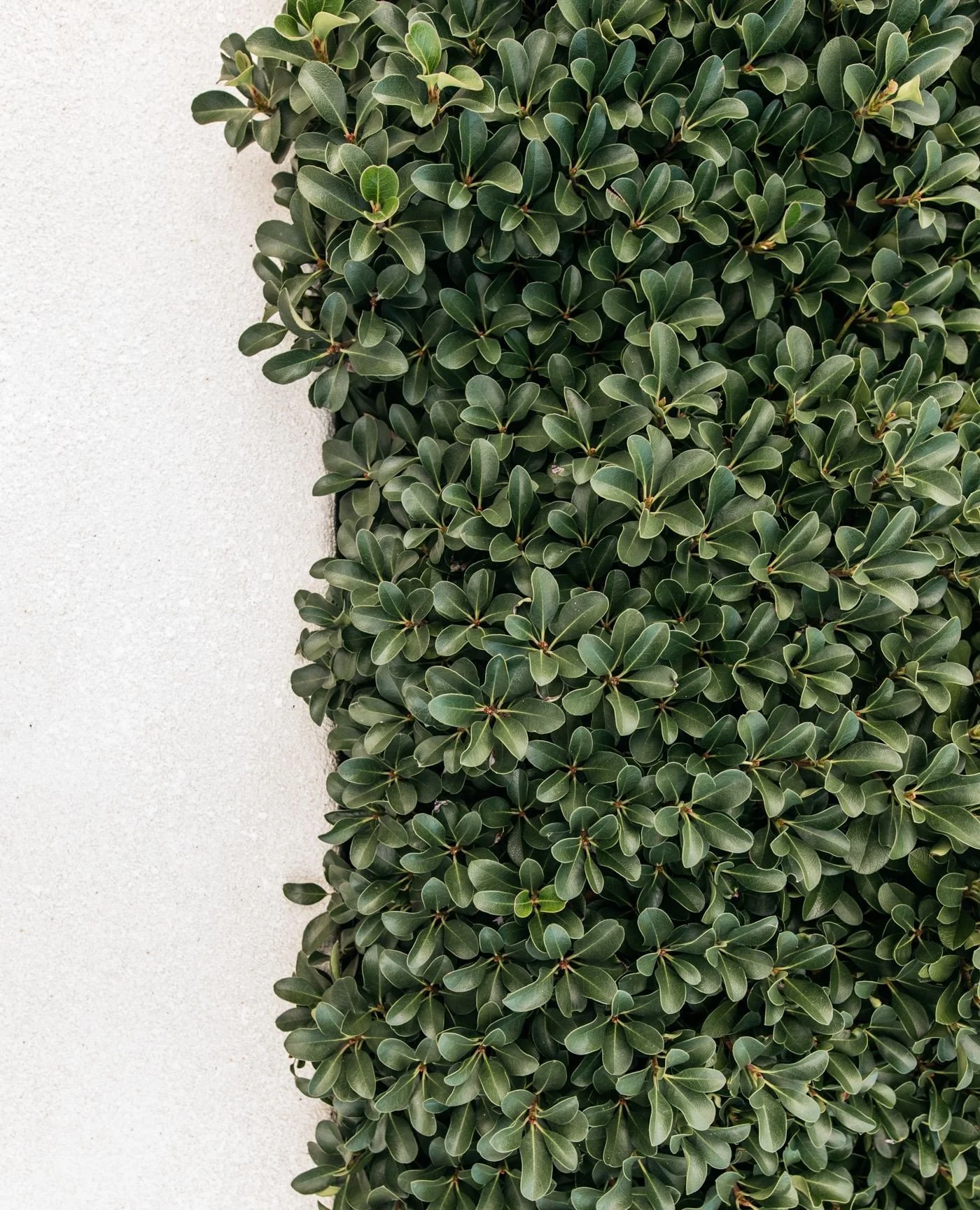 Oriental Pearl Indian Hawthorn (Rhaphiolepis indica 'Oriental Pearl') planted en masse to create a clean, structured edge. A resilient choice for gardens, offering year-round form, texture and interest.