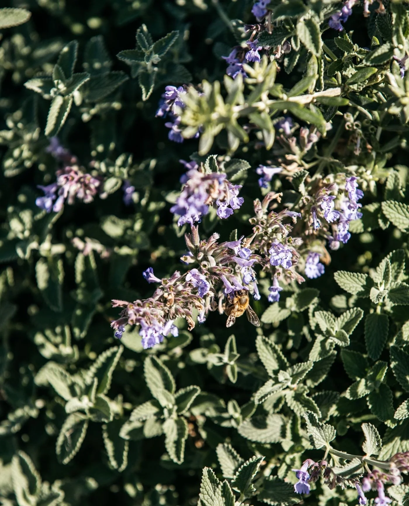Soft drifts of Catmint (Nepeta &times; faassenii) in full bloom. A magnet for pollinators and a staple in many of our planting palettes, this long-flowering perennial brings that relaxed, aromatic, softness. Drought tolerant, plant in generous sweeps