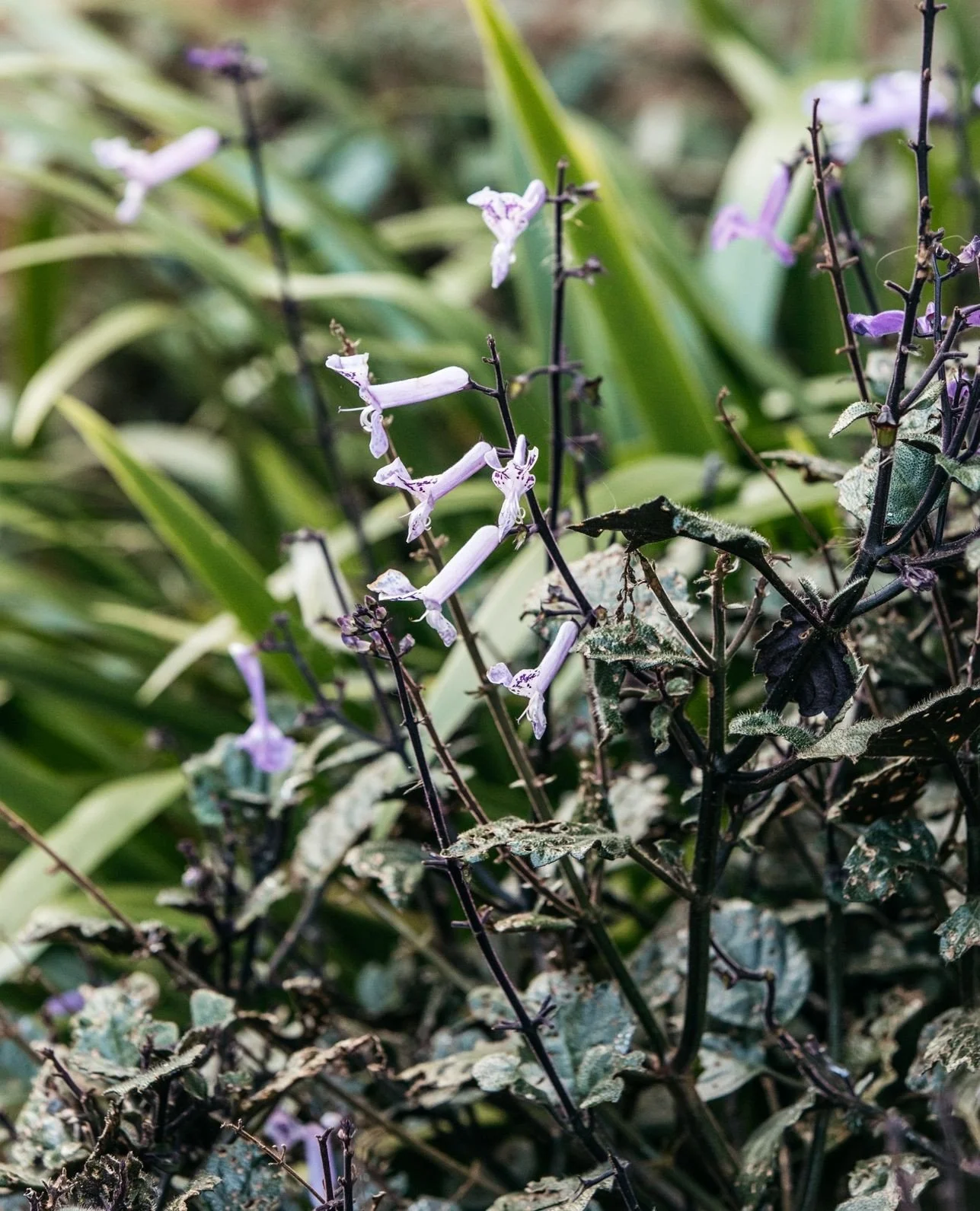 Loved for its lush foliage and long flowering season, Mona Lavender Plectranthus (Plectranthus 'Plepalila') produces spikes of soft lavender-purple flowers that contrast beautifully against its deep green leaves and rich purple undersides.⁠
⁠
It&rsqu