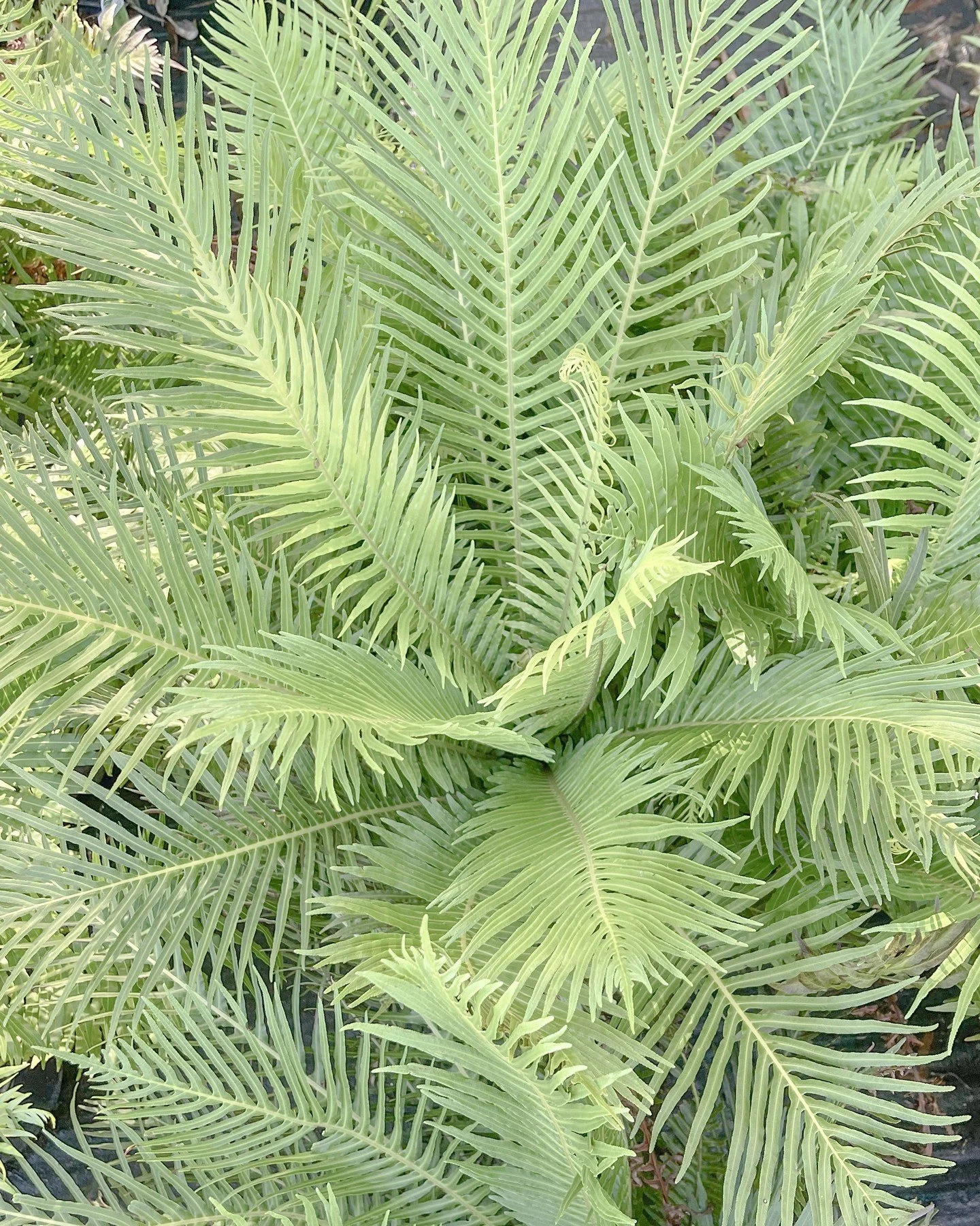 The Silver Lady Fern (Blechnum gibbum &lsquo;Silver Lady&rsquo;) is a evergreen, low growing tree fern loved for its finely divided fronds and elegant form. As it matures, it develops a short trunk, growing to a maximum of 1m tall while still maintai