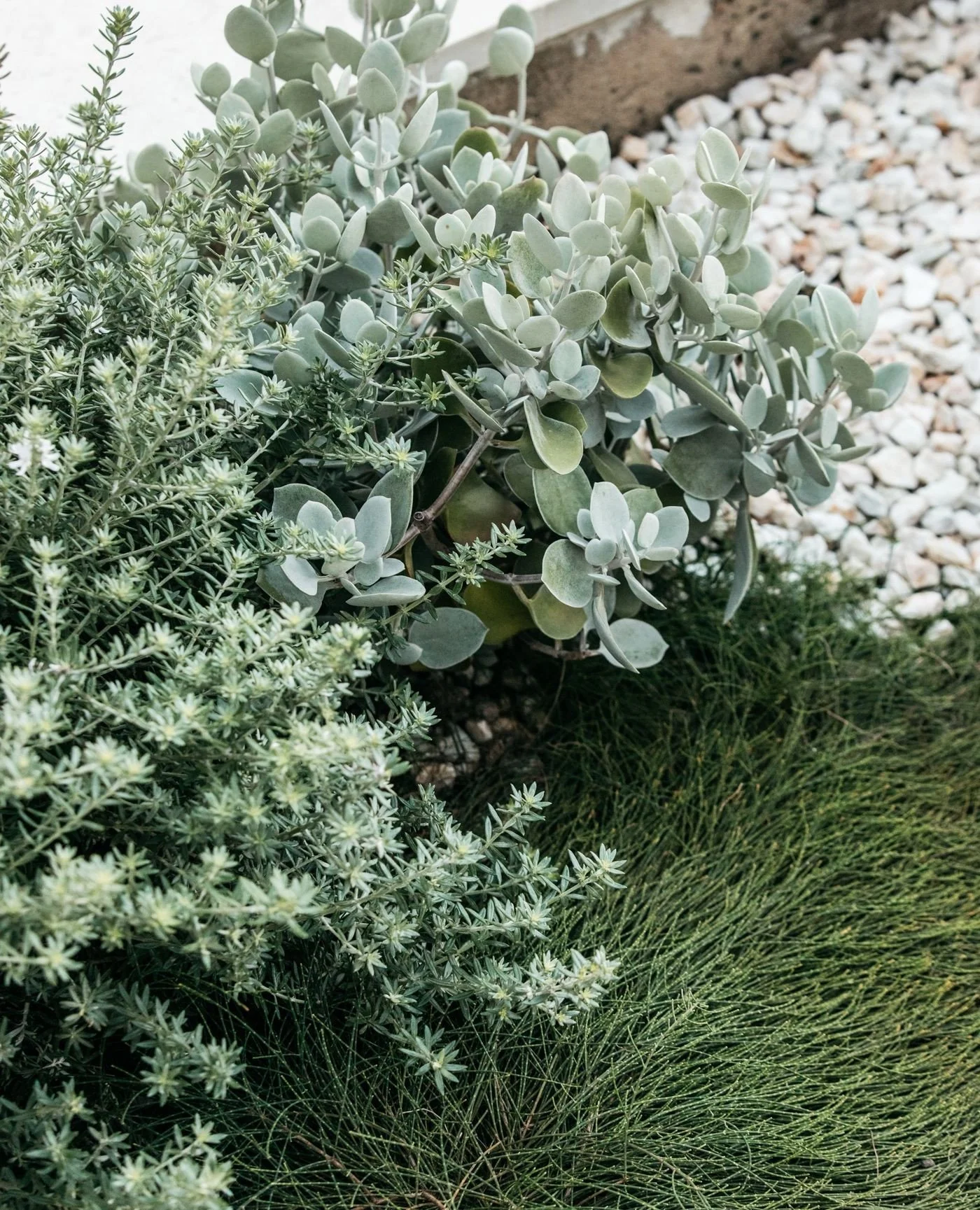 The silver-grey foliage of Silver Spoons (Kalanchoe 'Silver Spoons') paired with Variegated Coastal Rosemary (Westringia fruticosa &lsquo;Smokey&rsquo;) brings a cool, calming layer to the planting palette. Against deeper green foliage, these tones l