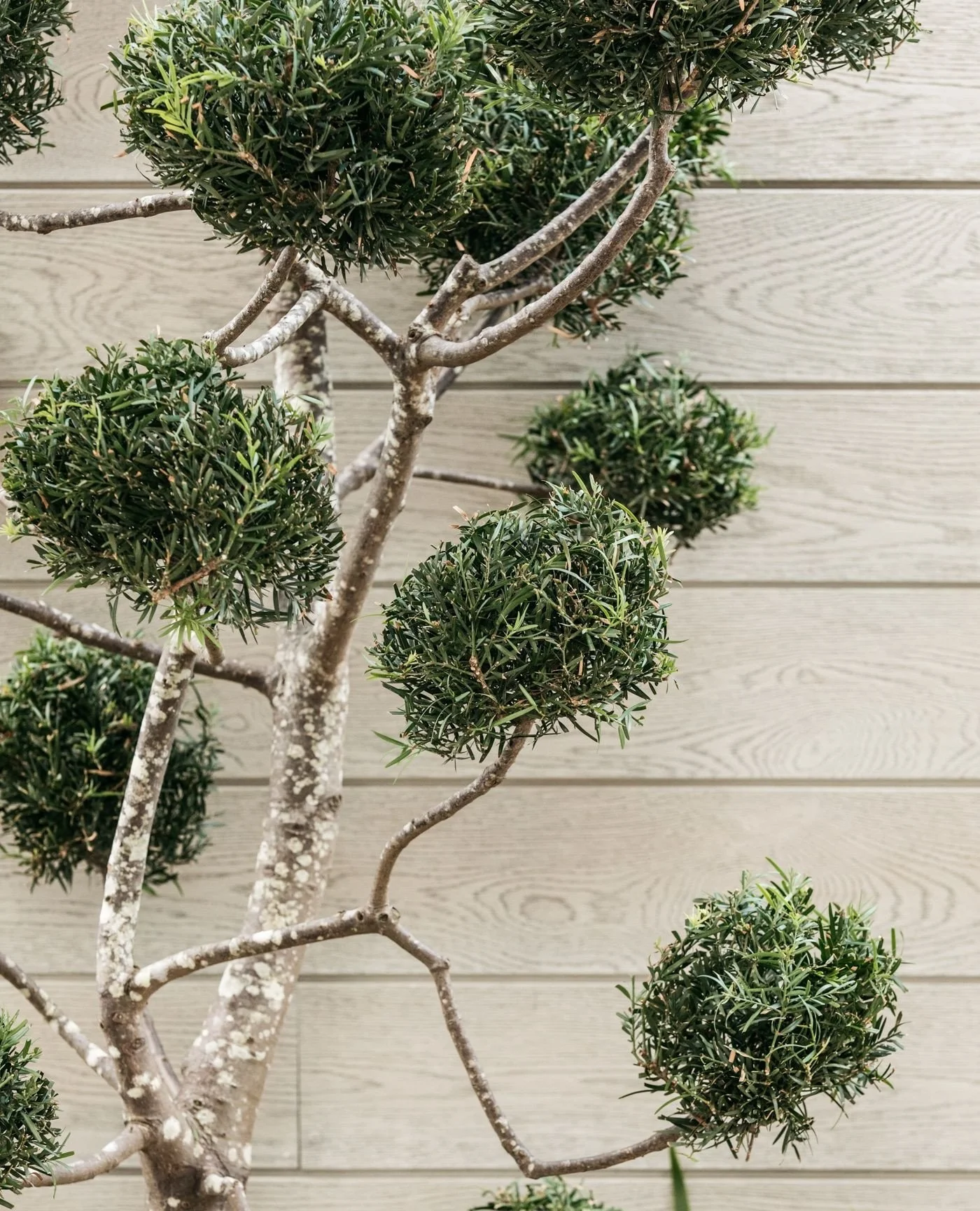 This sculptural beauty is a cloud pruned Podocarpus macrophyllus, expertly trained to showcase its soft, rounded foliage forms. Why we love it? It adds instant structure and height to a space, it works as a living piece of art in both modern and trad
