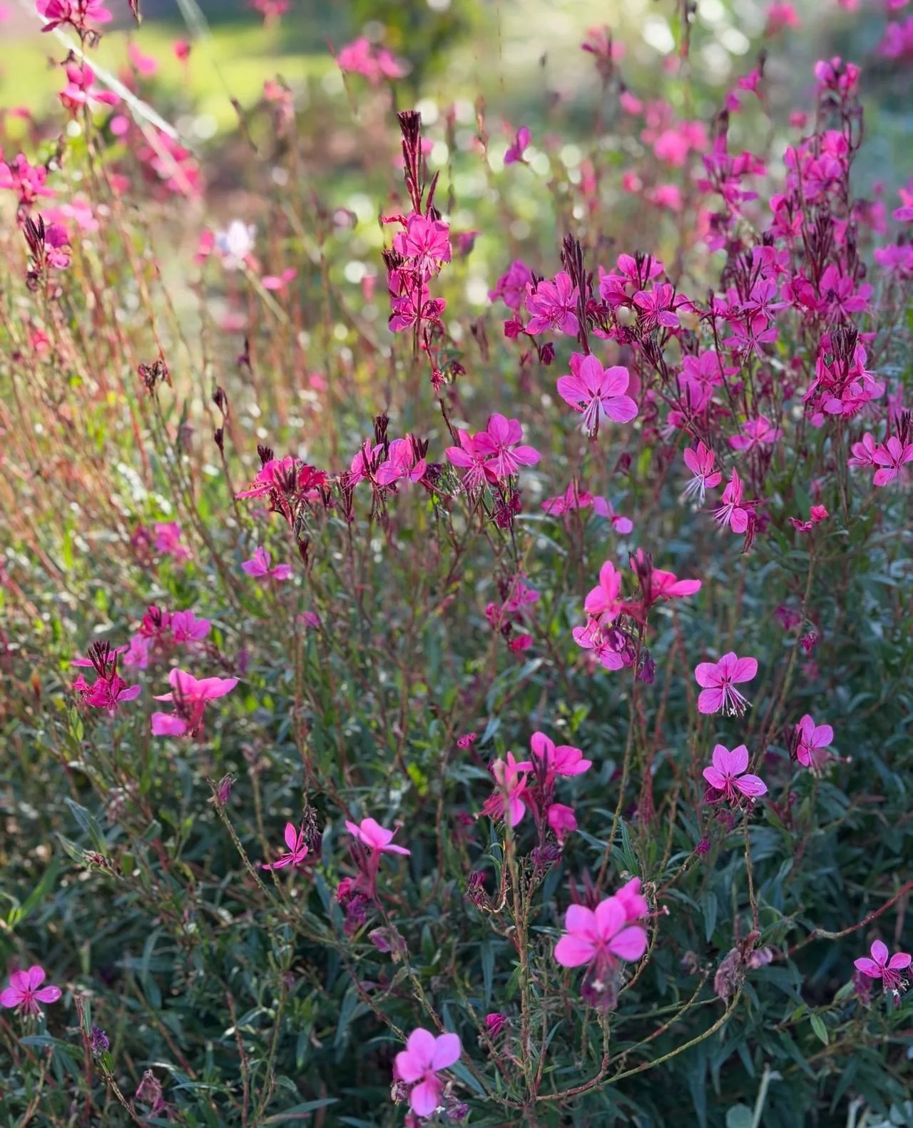 Soft movement, seasonal colour and a natural lightness through the planting palette.⁠
⁠
Pink Gaura (Oenothera lindheimeri) brings a gentle, airy quality to the garden, flowering over long periods and dancing above surrounding foliage. It&rsquo;s a go