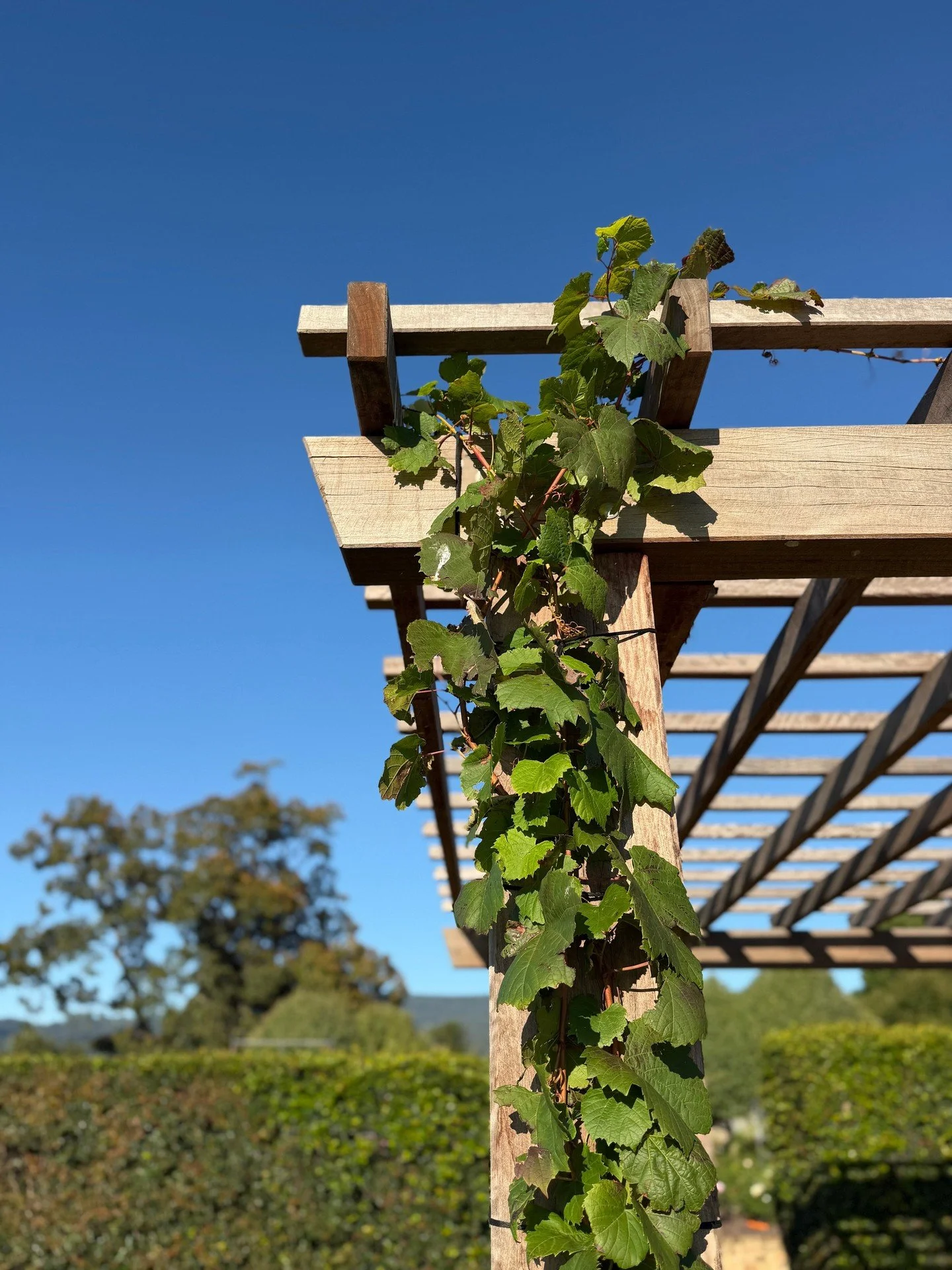 There is something timeless about vines climbing across a timber pergola.⁠
⁠
Beyond their beauty, deciduous climbers can completely transform how an outdoor space feels and functions throughout the seasons, providing cooling summer shade, filtered li