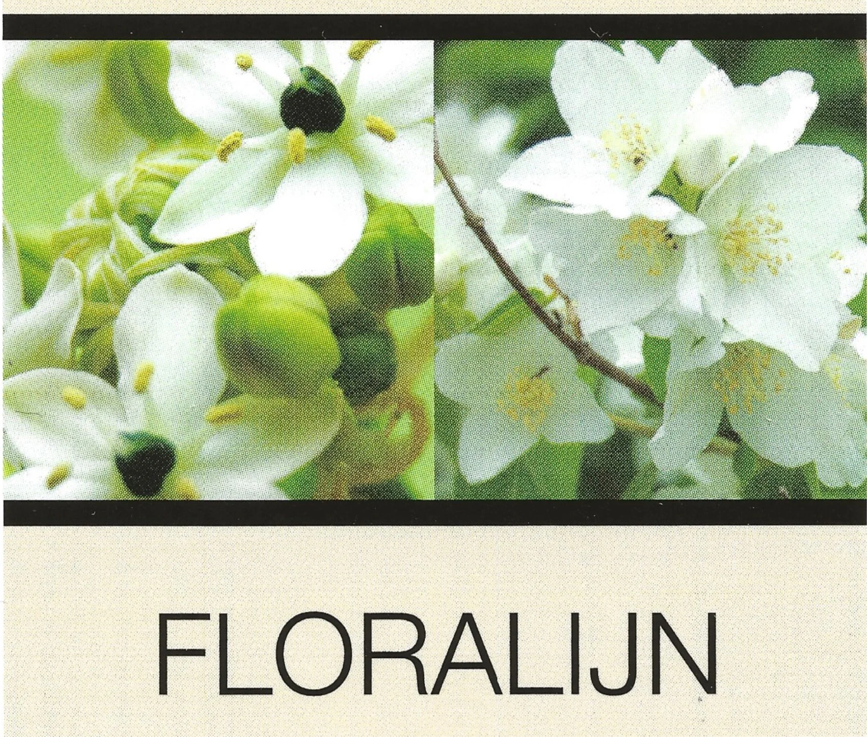 floralijn.jpg