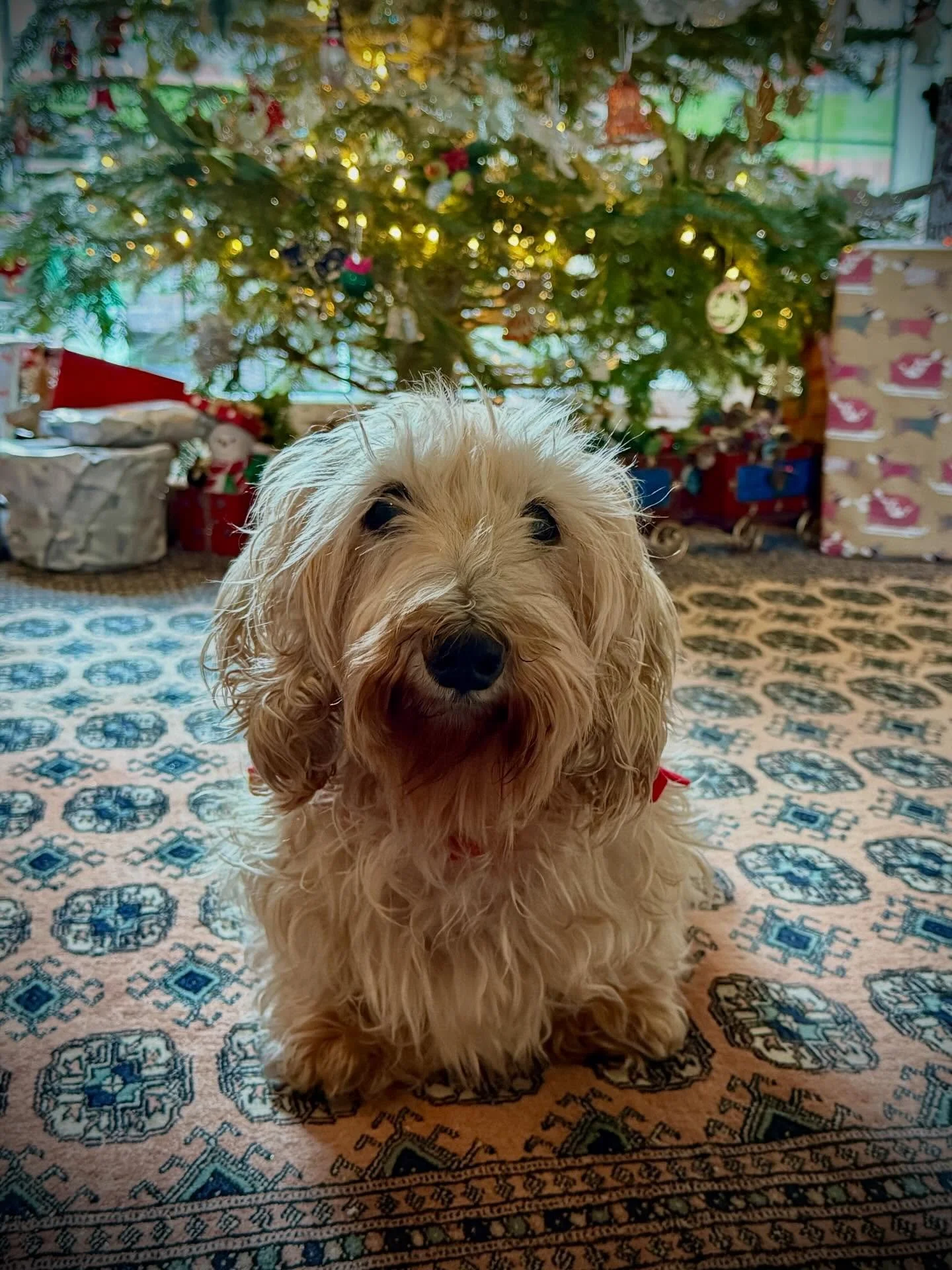 Hope everyone is having a lovely Christmas!!!! Dexter has been enjoying his time out of the glass studio with chicken and presents but will be giving me moral support when I head back to the glass in a few days.

#happywoofmas 
#merrychristmas 
#holi