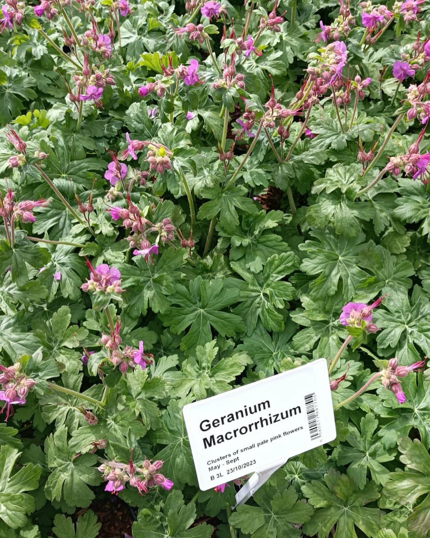 A plethora of pink to choose from! Such a delicate balance selecting plants for a show garden- flexibility is key! Come on warm sun! 

#bbcgwspringfair #newforestgardendesign #corrinefrost #showgardenborder #borderbeautiful #springflowers #springflow