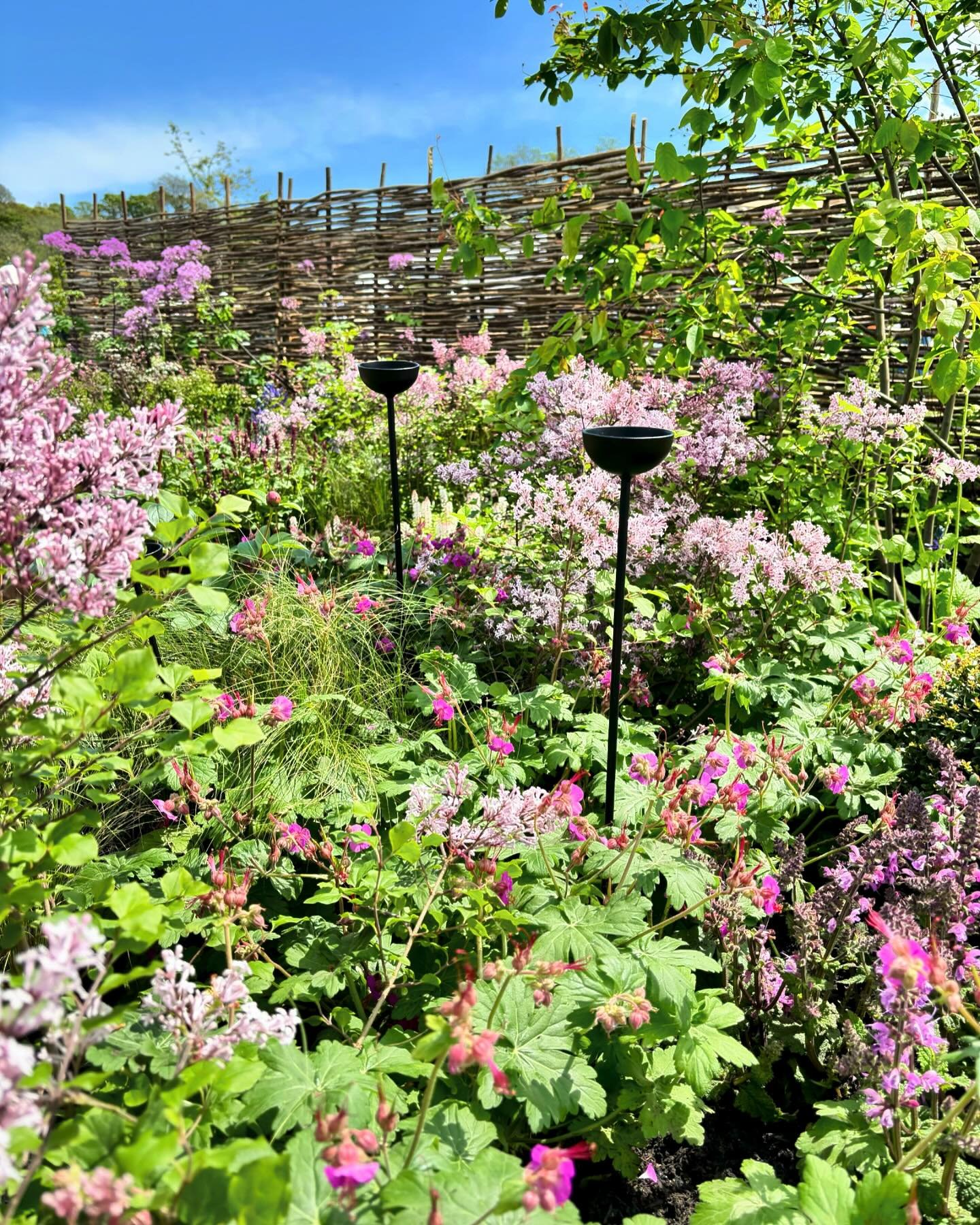 Day 2 of Gardener&rsquo;s World Spring Fair @bbcgwfair.  The sun is shining and our black matte rain catchers from @hurstbourneforgemetal are looking great amongst the lilacs.

#showgarden #beautifulborder #pinkgarden #raincatchers #bbcgwspringfair #