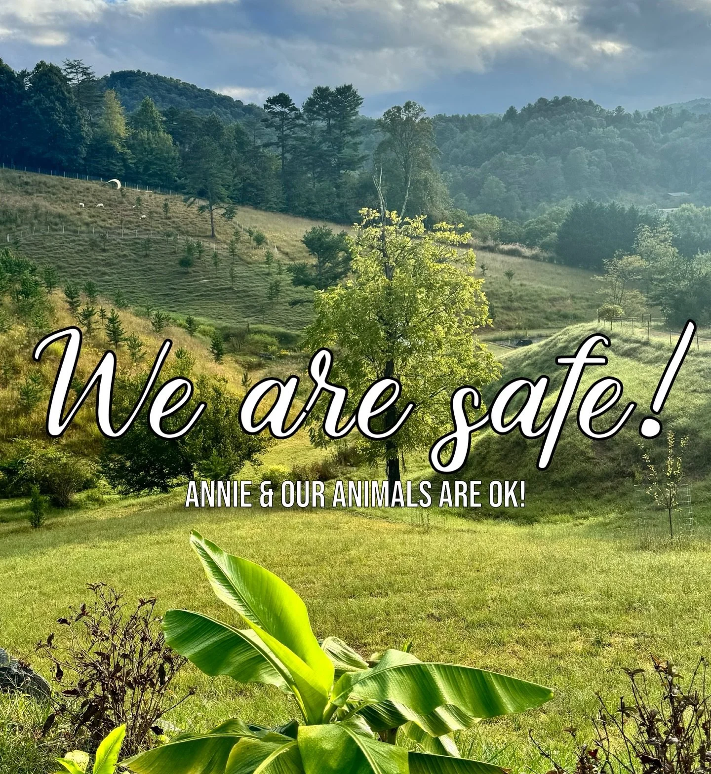 Our farm was extremely lucky to make it out of Hurricane Helene unlike majority of Western North Carolina. We are beyond grateful! 

The last couple days have been surreal&hellip;feels like a bad dream you can&rsquo;t wake up from. Our downtown of Ma