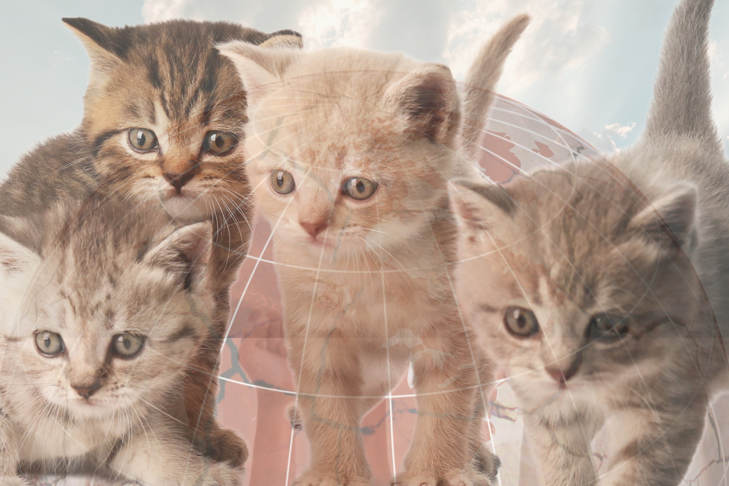 National Kitten Day