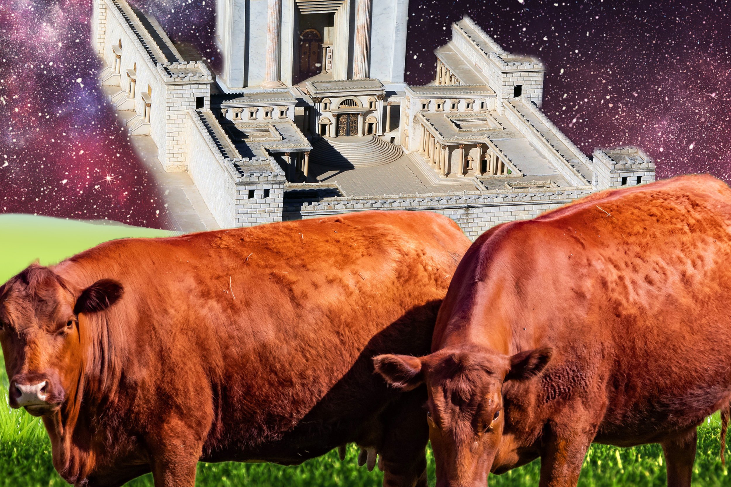 Red Heifers and Why You Should Care