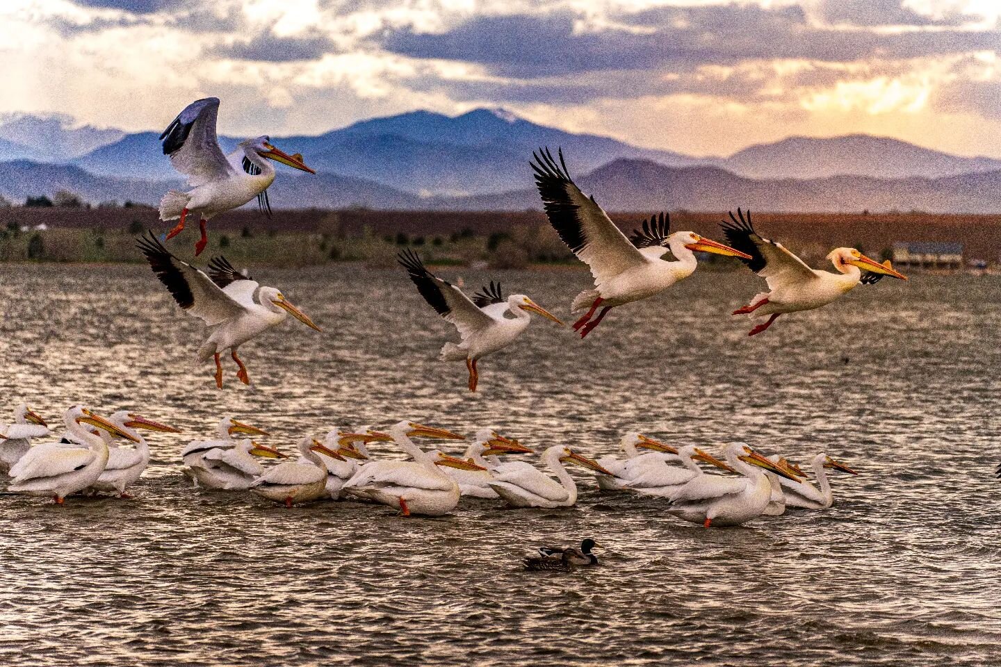 Pelicans in flight

*

*

* 

#rockymountains #leavenotrace #sonyphotography  #withmytamron #visitcolorado #heatonphotography #outtherecolorado #getoutside #getoutdoors #coloradophotographer #coloradophotography #coloradolife #coloradoliving #colorad