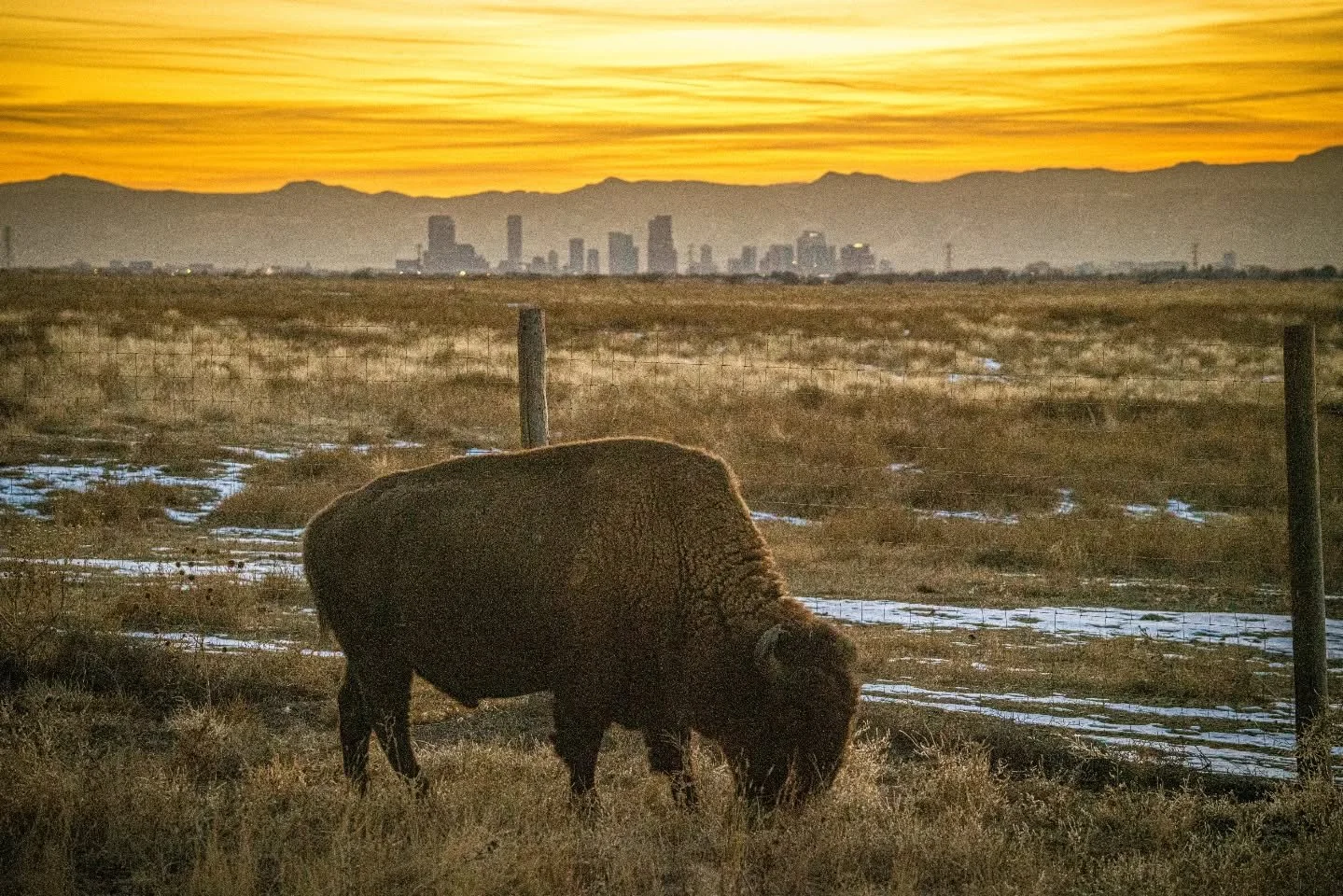Home Home on the Range

#Colorado
#Denver
#LandscapePhotography
#NaturePhotography
#DiscoverColorado