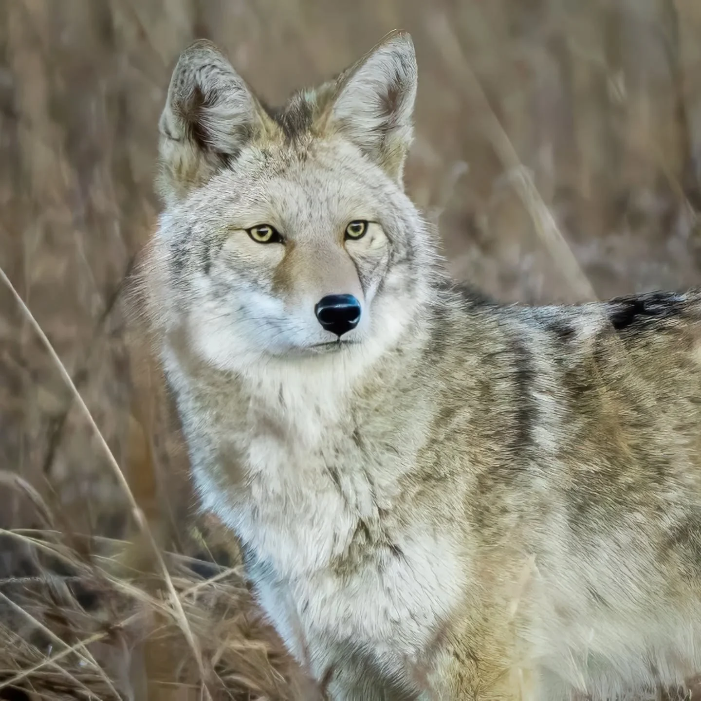 Neighborhood Watch

#WheatRidge #DenverNature #ColoradoWildlife #Coyote