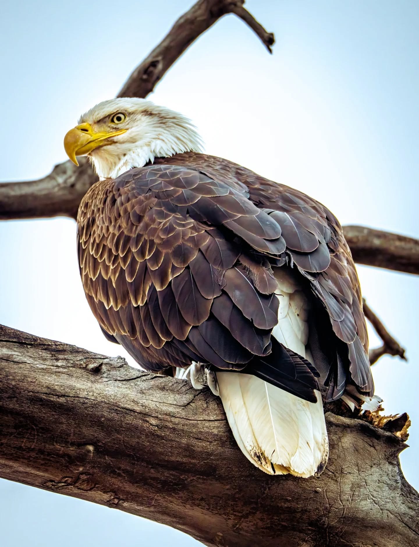 We lost count of all the eagles yesterday at Barr Lake. Always a really cool spot to catch different birds!

#BaldEagle #WildlifePhotography #BirdPhotography #natureraw