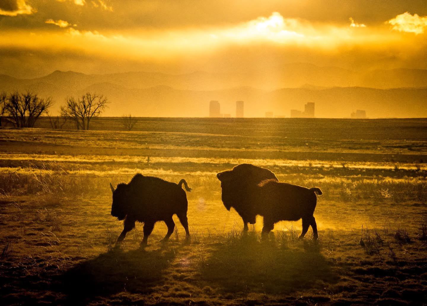 Golden hour where the past and present collide

#AmericanWest
#GoldenHour
#WesternHeritage
#ColoradoLife
#LandscapePhotography
