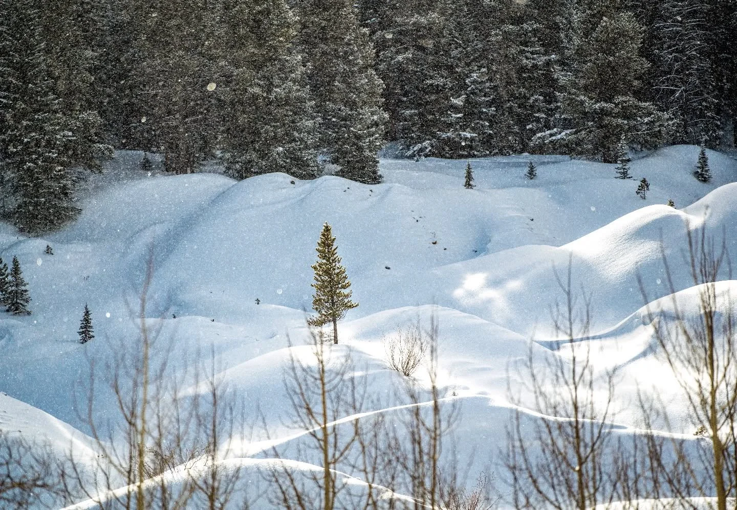 Alone, surrounded by giants

#WinterLight 
#LandscapePhotography
#ColoradoNature