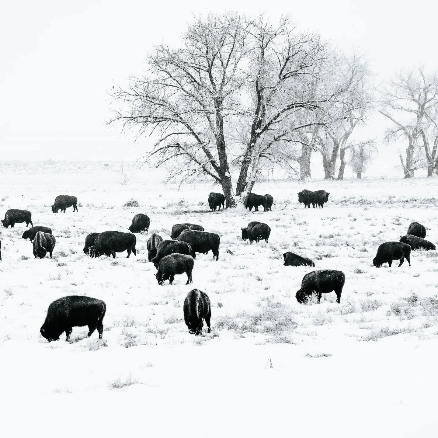 Snow settles softly across the great plains

#greatplains #prairielife #wintermood #landscapephotography #WildlifePhotography