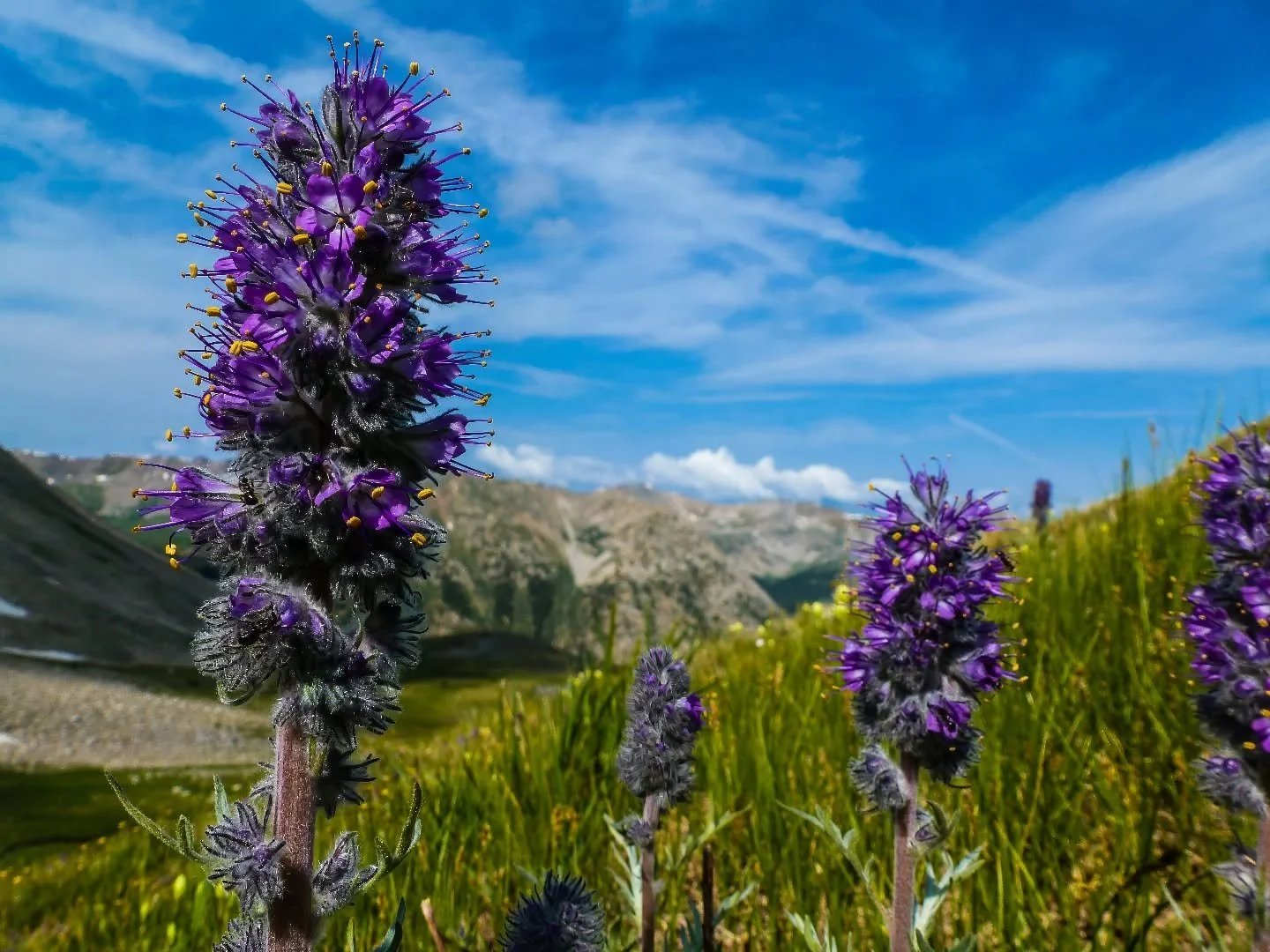 Dreaming of the brief summer when the alpine bursts into life

#AlpineSummer #AlpineAlive #HighCountry #AboveTreeline
#coloradowildflowers