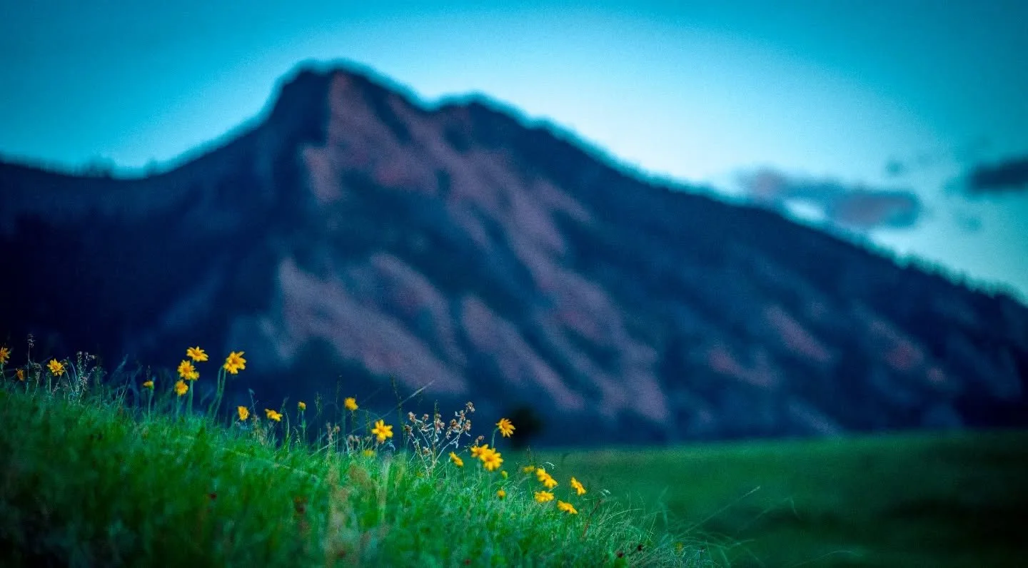 Wildflowers against the Flatirons