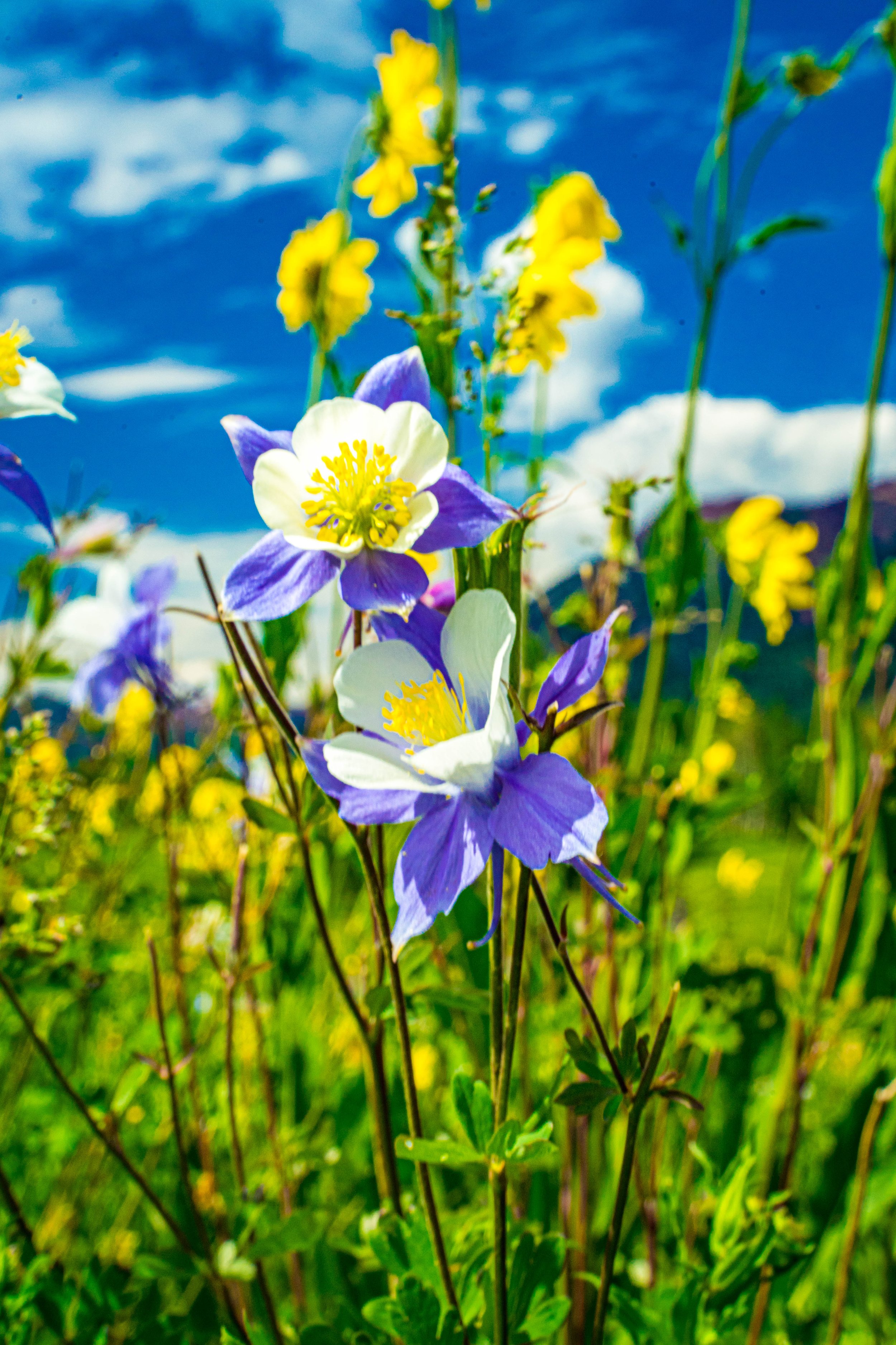 Colorado State Flower