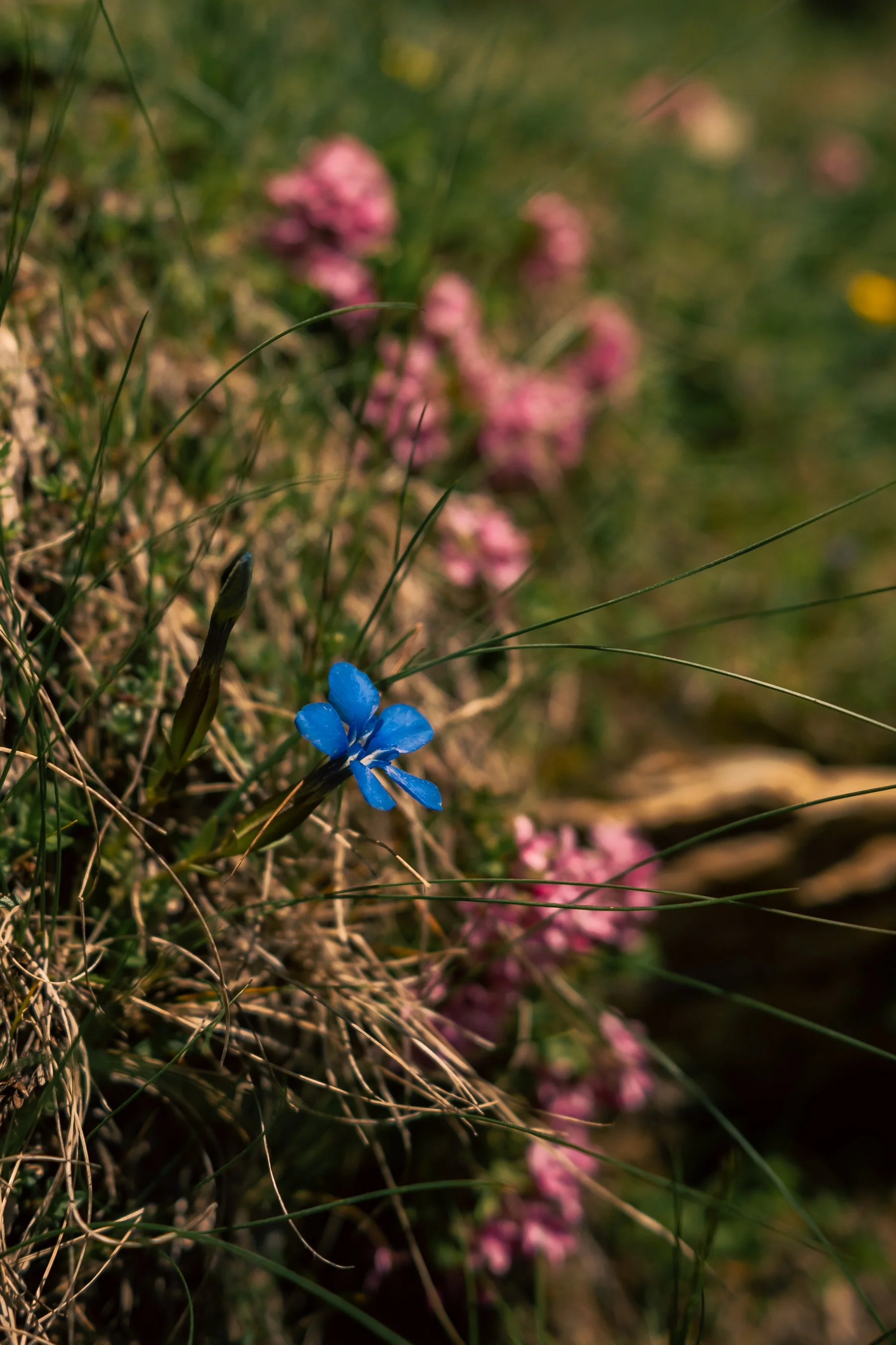 DSC_6045.jpg