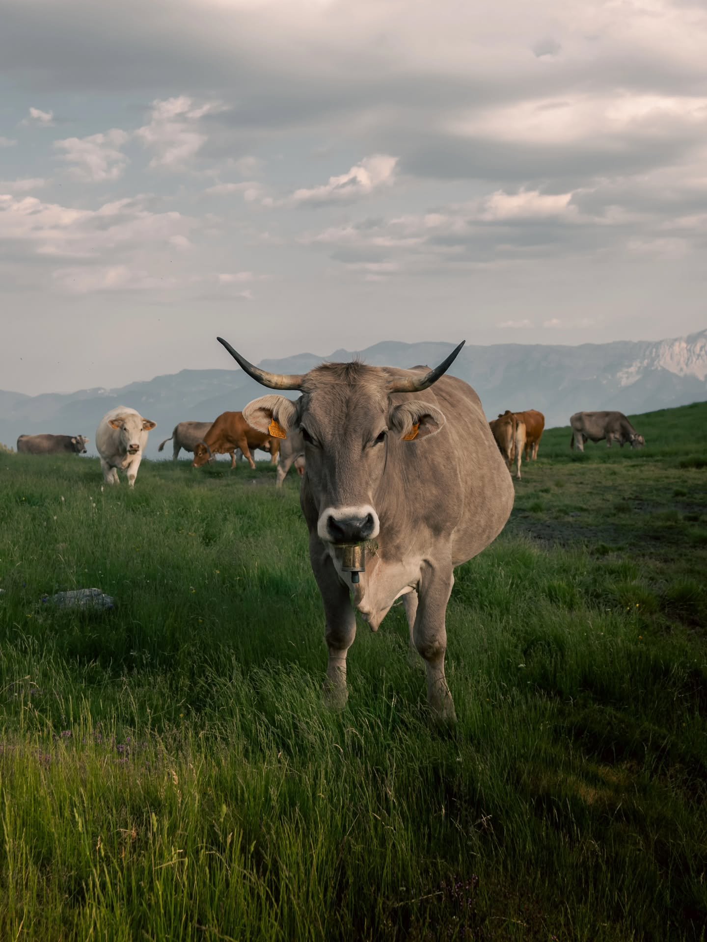 El Piri's views become even more magical, the higher up you get in the Pyrenees. Up here, the world feels endless - towering peaks, golden light, and valleys that breathe silence. Yet in that silence, nature speaks: the steady crunch of gravel under 