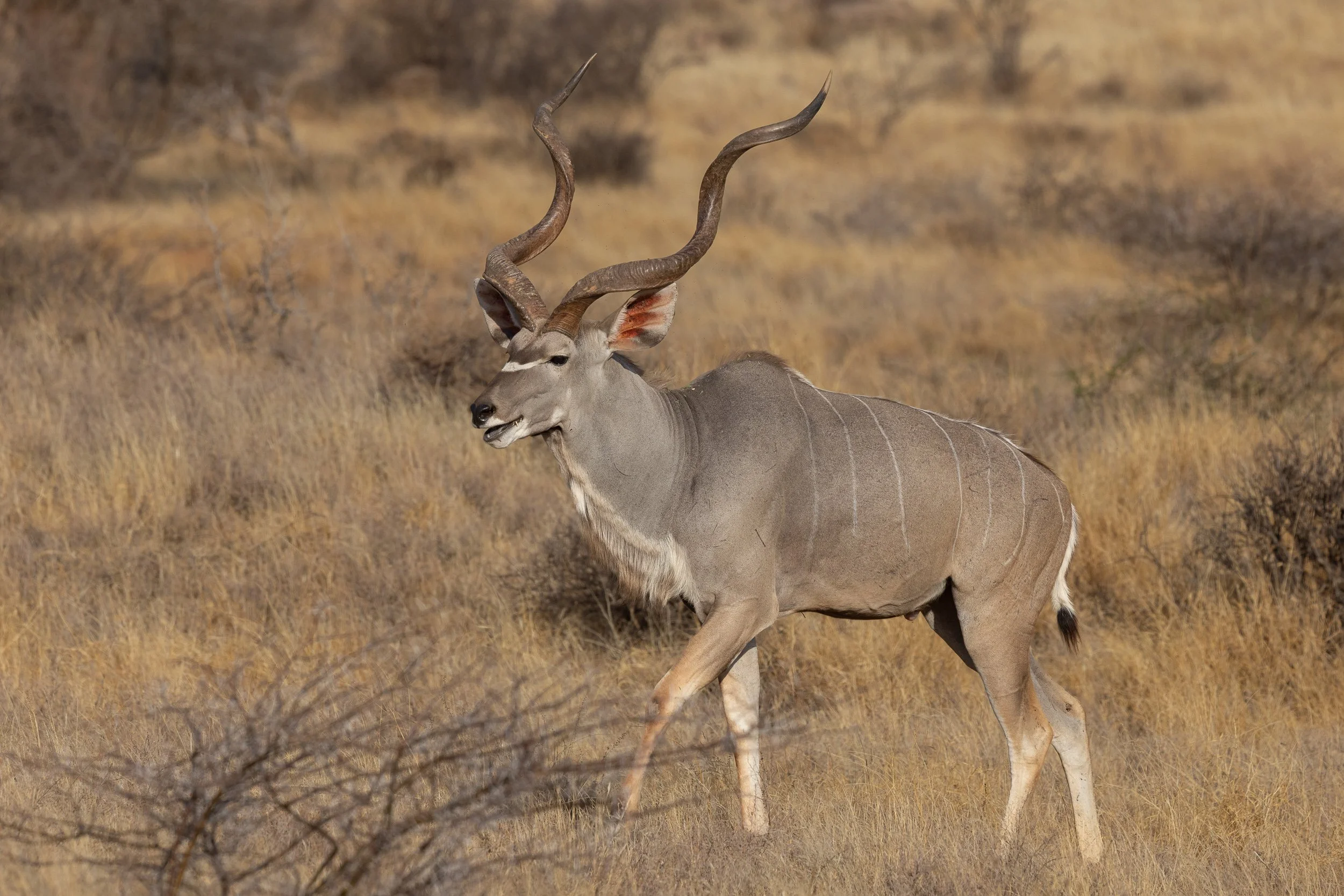Greater Kudu
