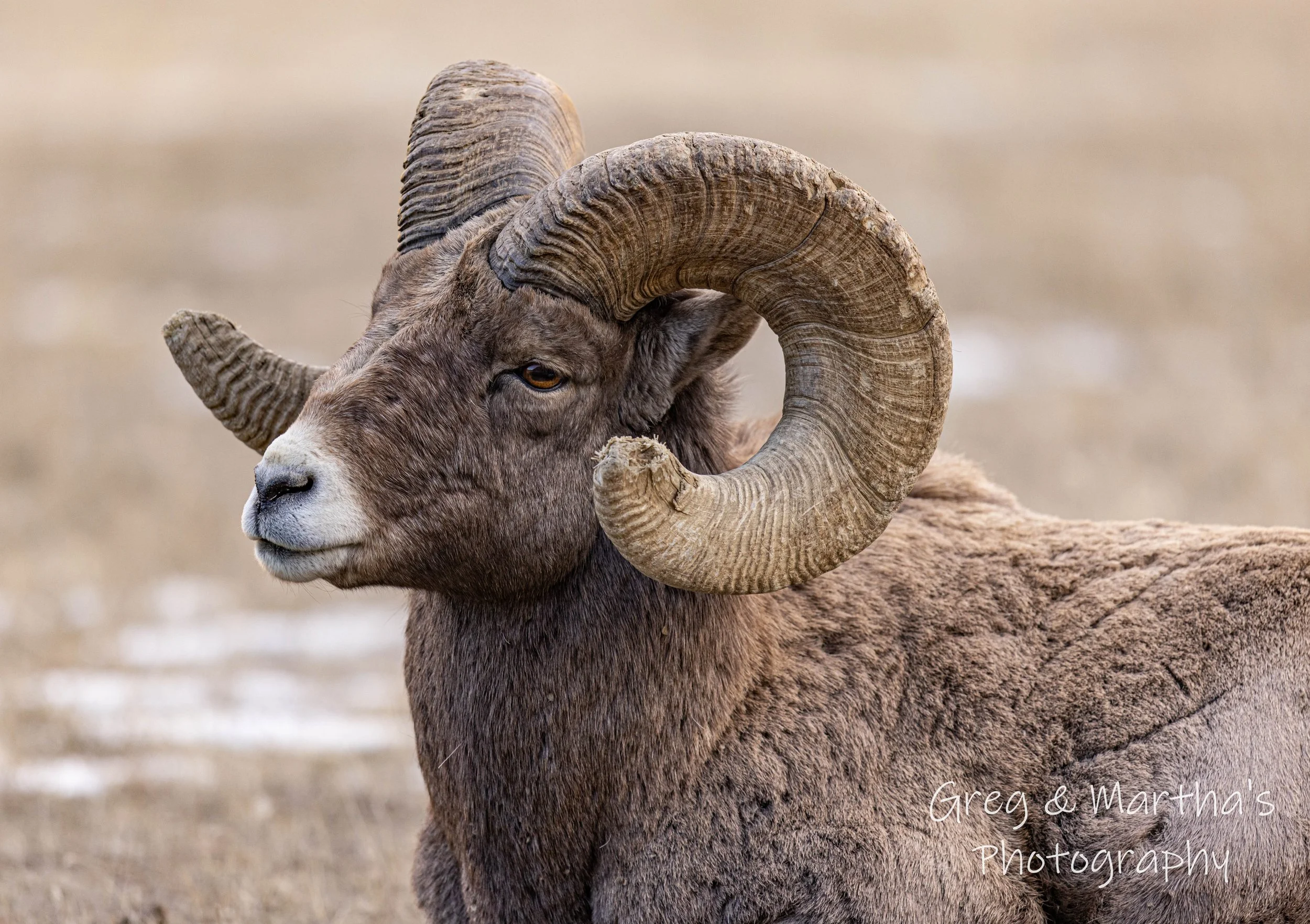 Bighorn-4.jpg
