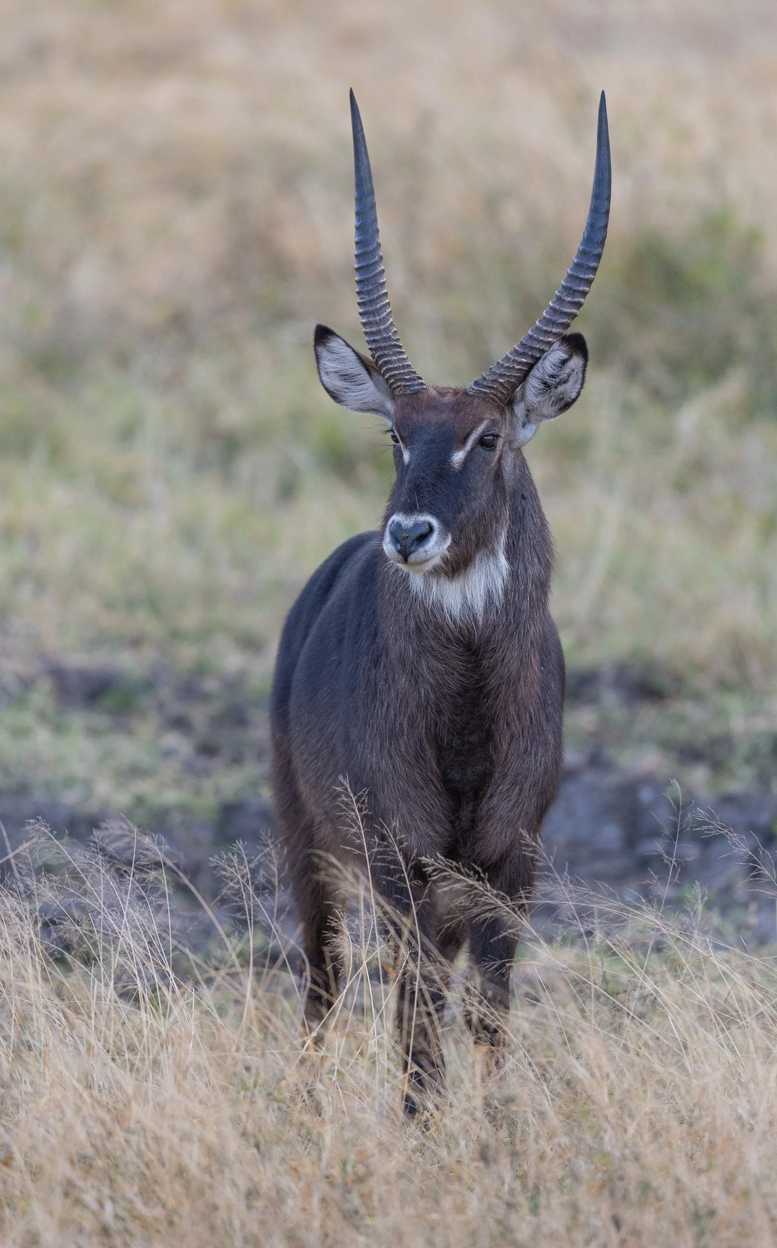 Defassa Waterbuck