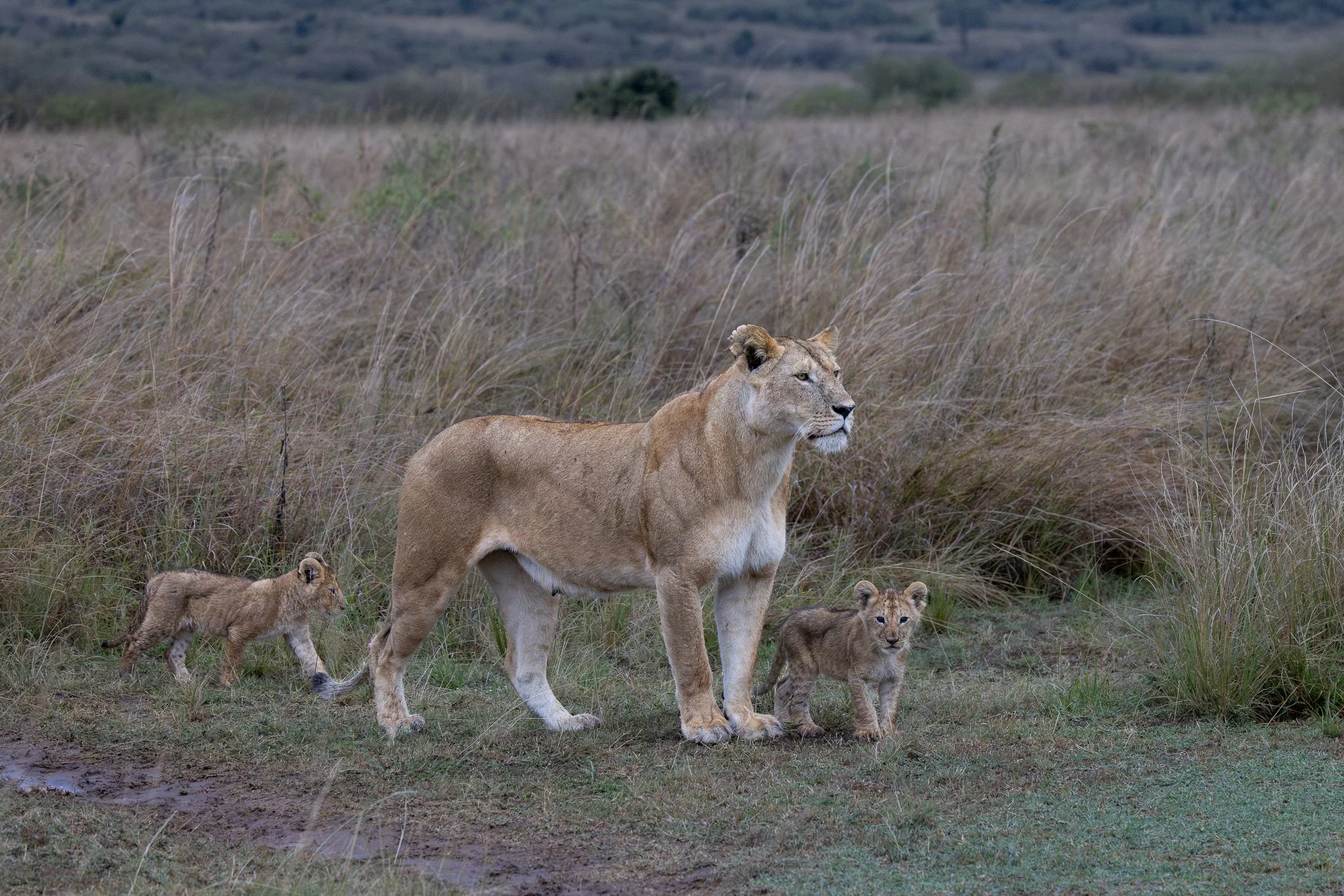 Lioness with Cubs