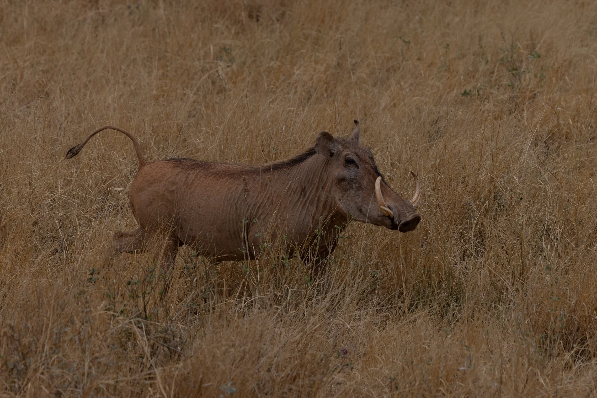 Common Warthog