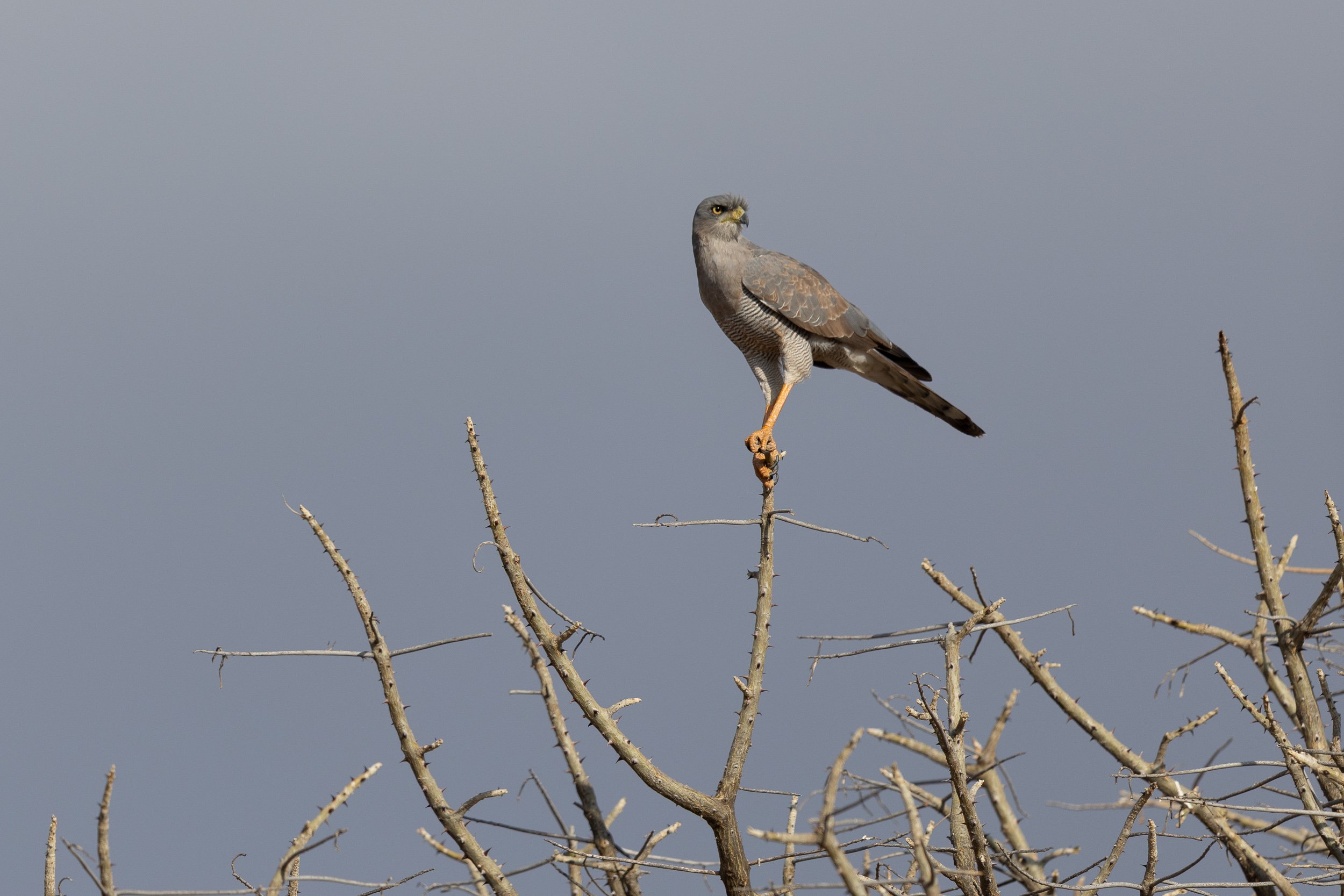 Eastern Chanting Goshawk