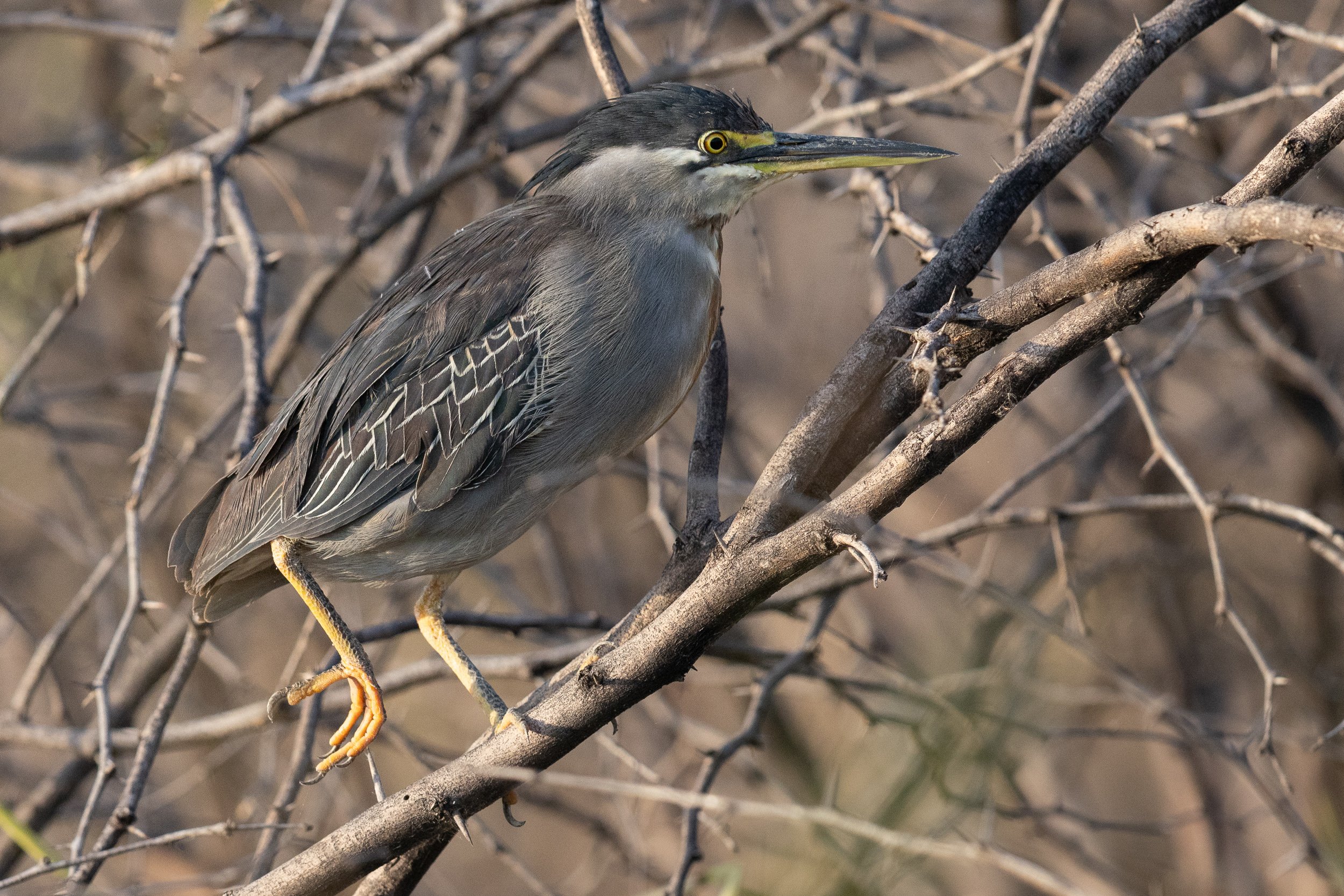 Striated Heron