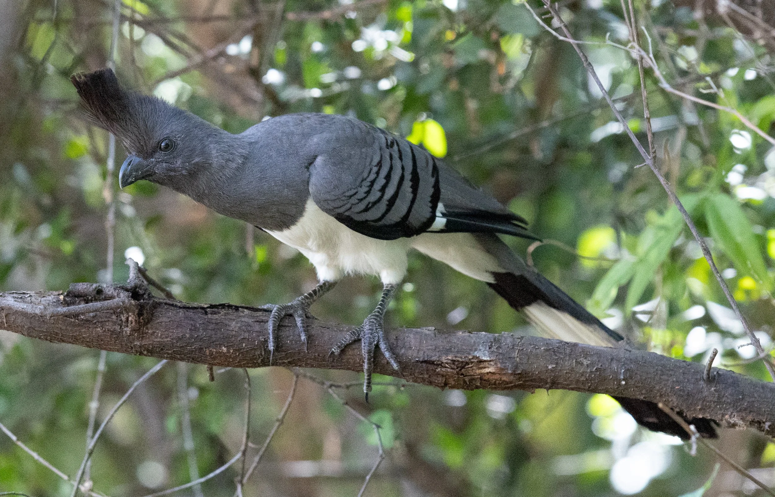 White-bellied Go-away-bird
