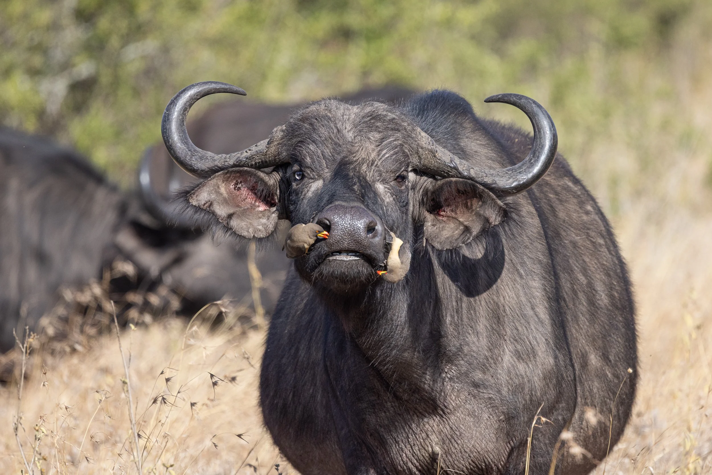 African buffalo with Yellow-billed Oxpeckers 