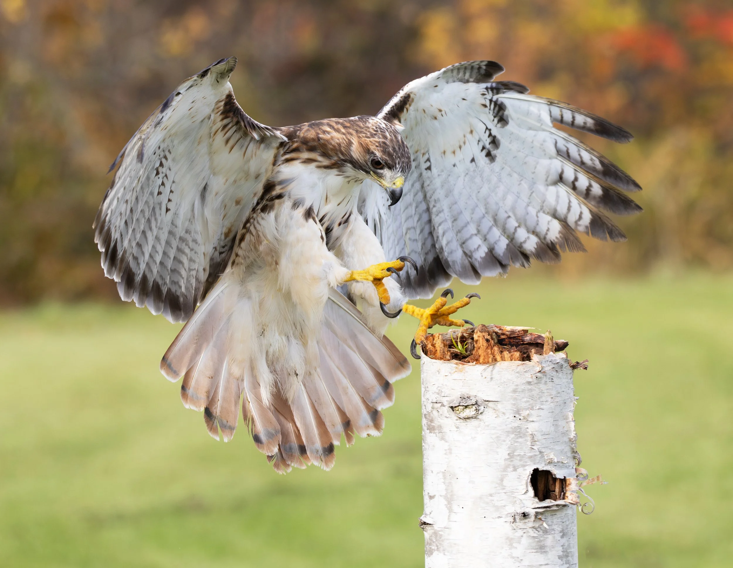 Red-tailed Hawk