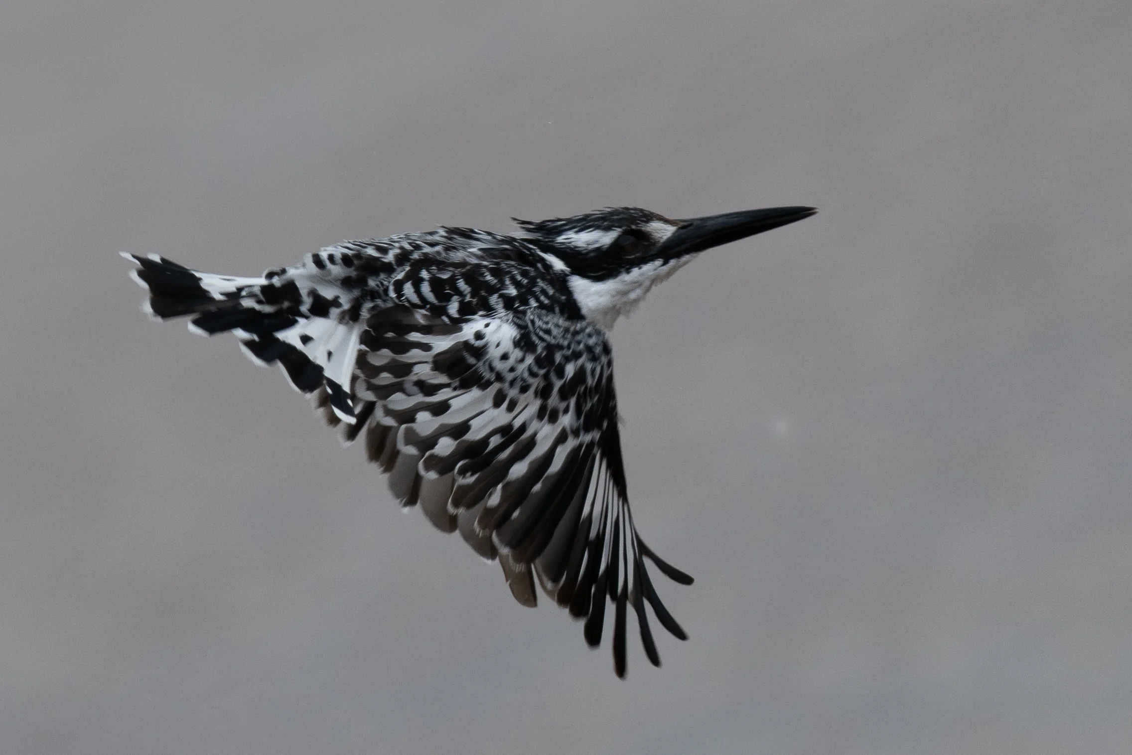 Pied Kingfisher
