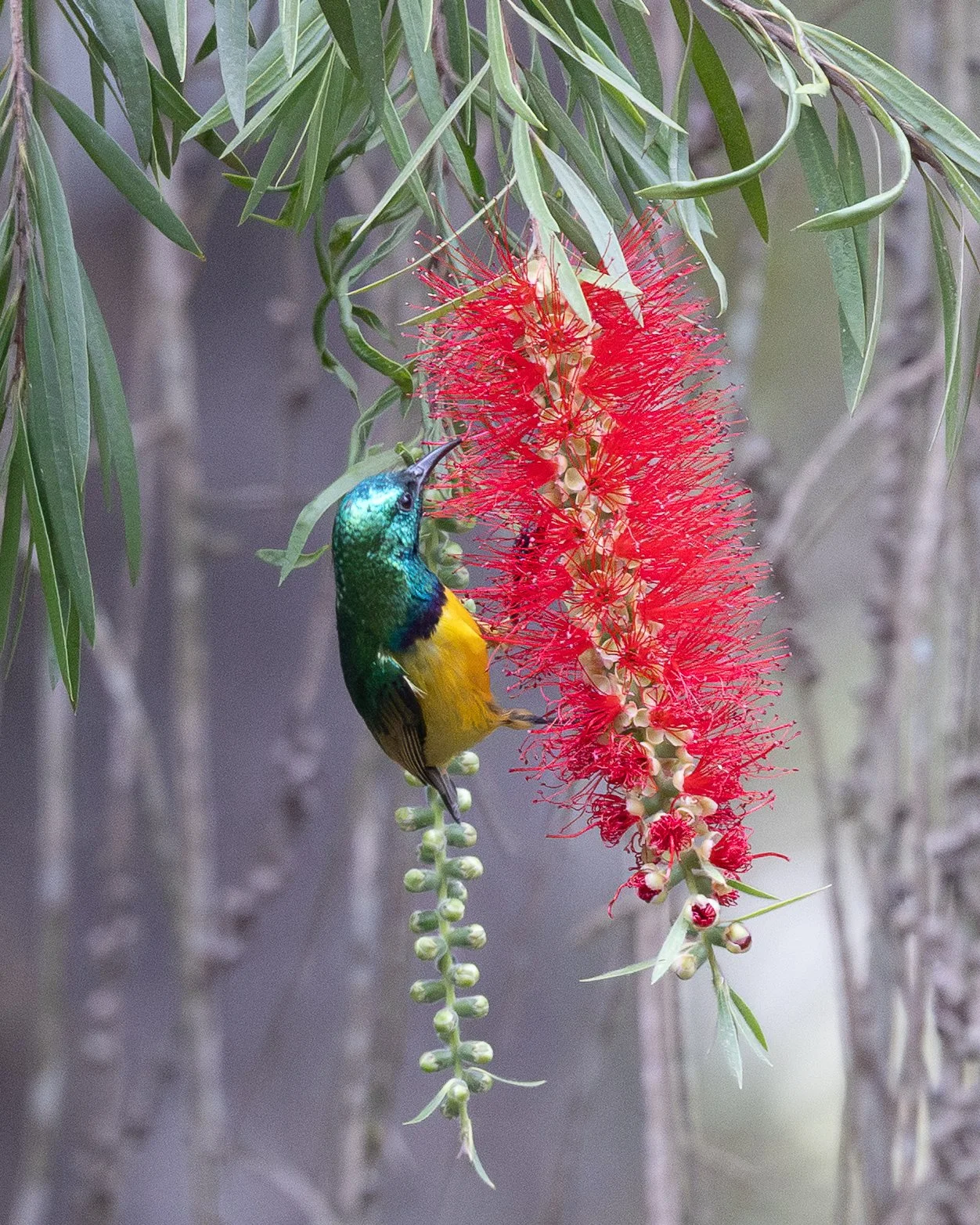 Variable Sunbird (male)