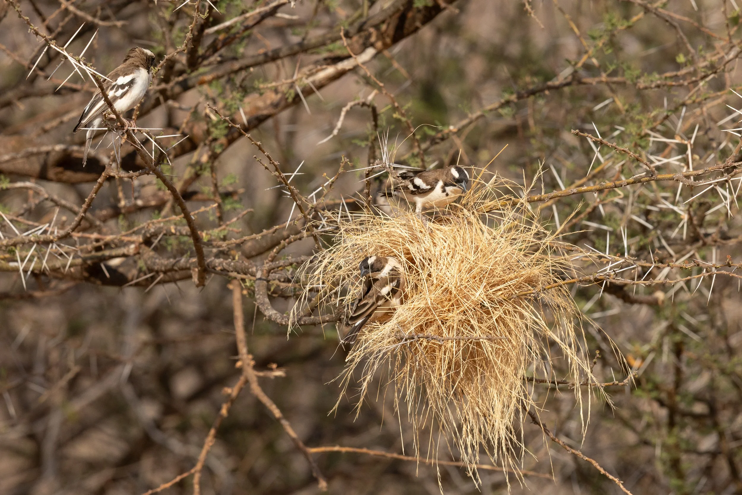 White-browed Sparrow-Weaver