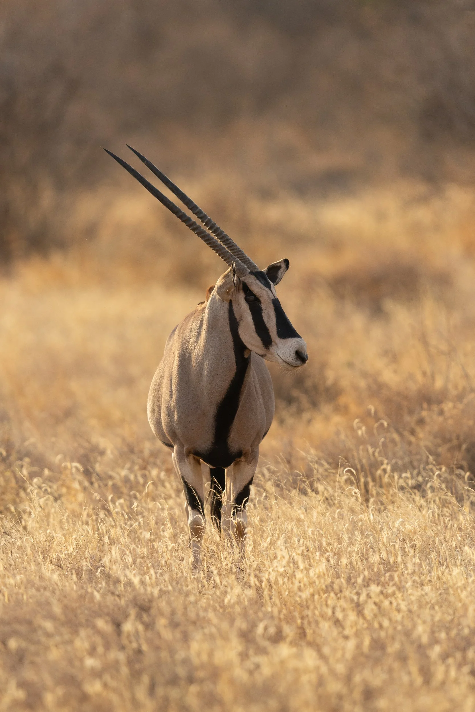 Eastern African Oryx
