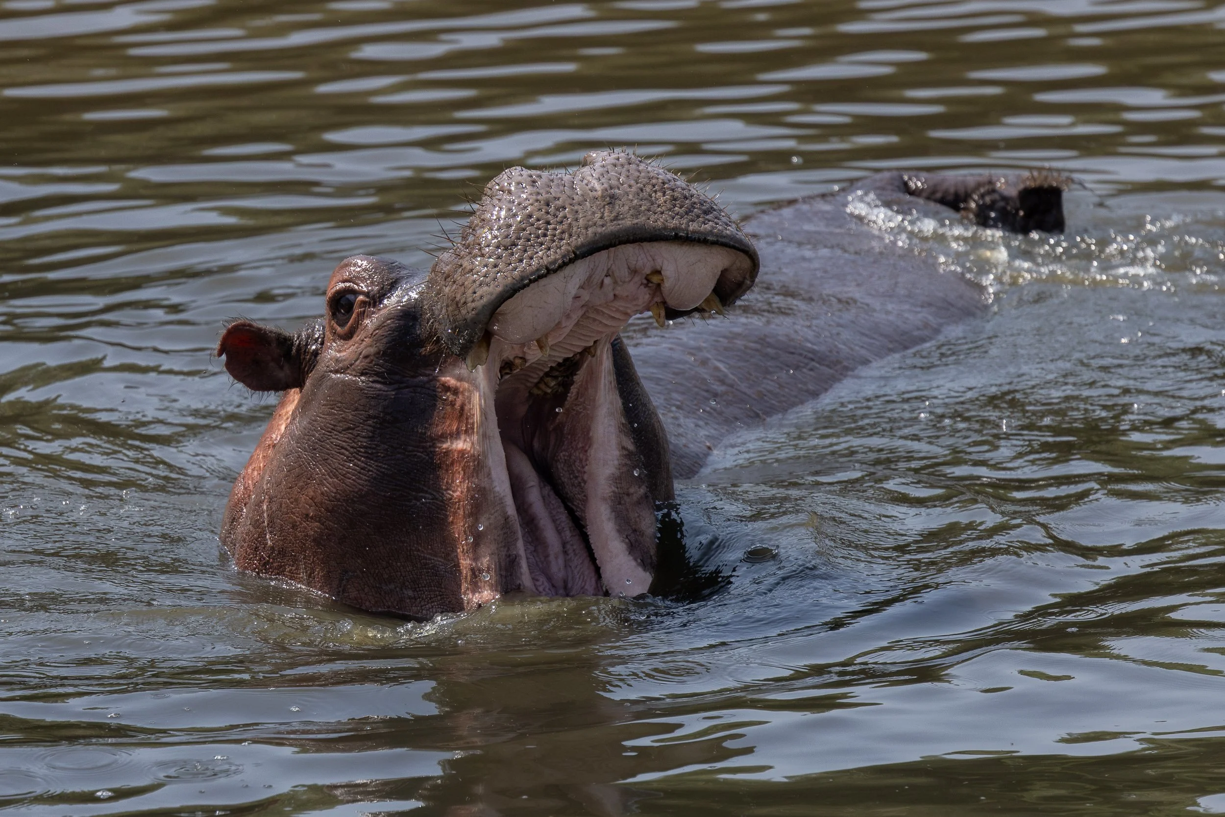 Hippopotamus - Threat display