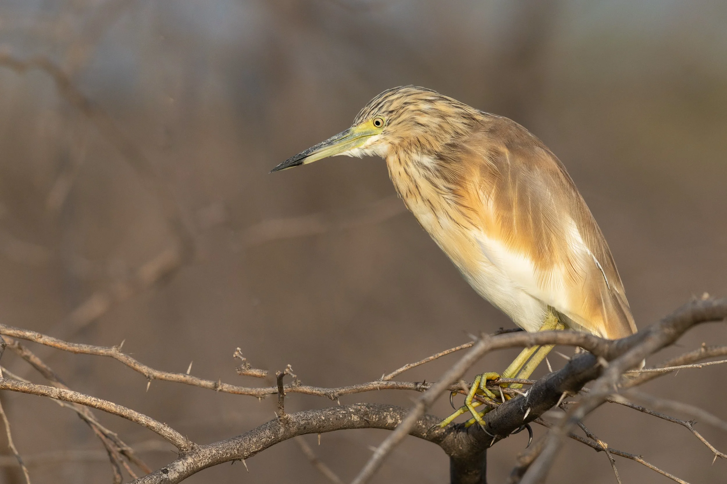 Squacco Heron