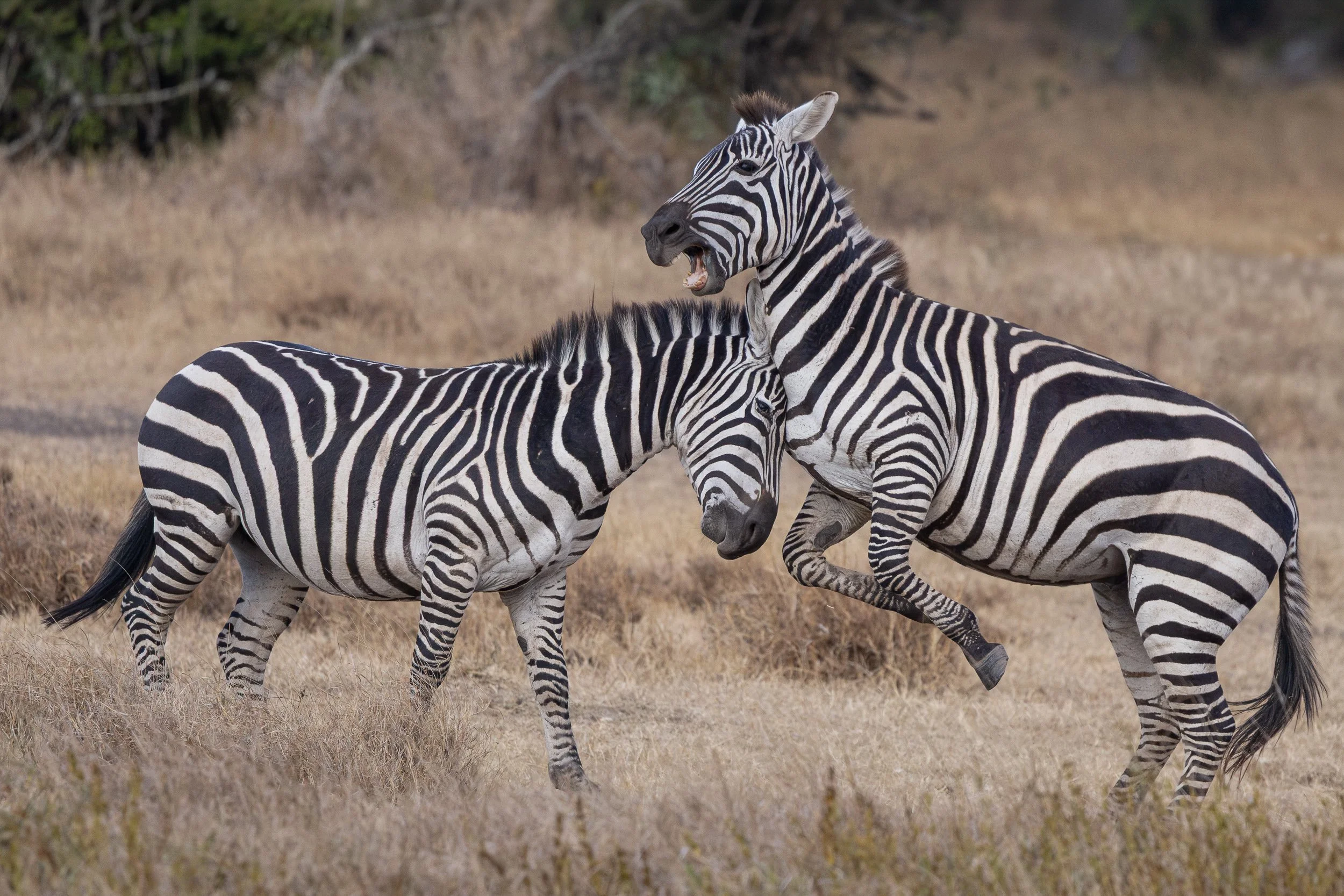 Plains zebras settling a dispute