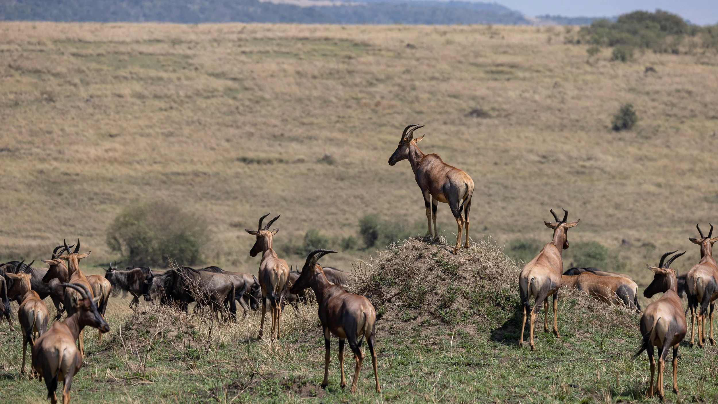 Topi watching for predators